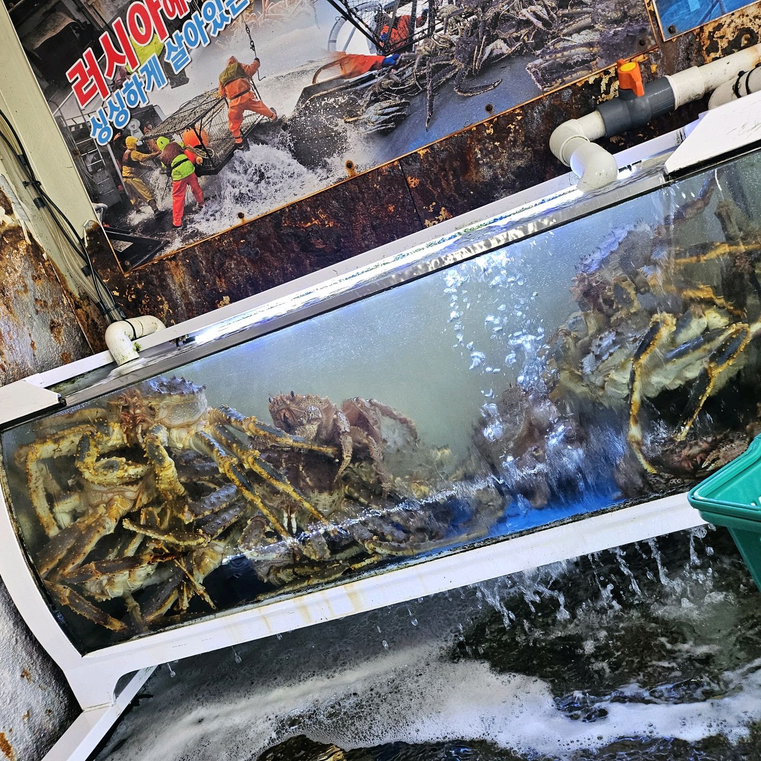 [강릉 맛집 신대게나라] 직접 가본 로컬 리뷰