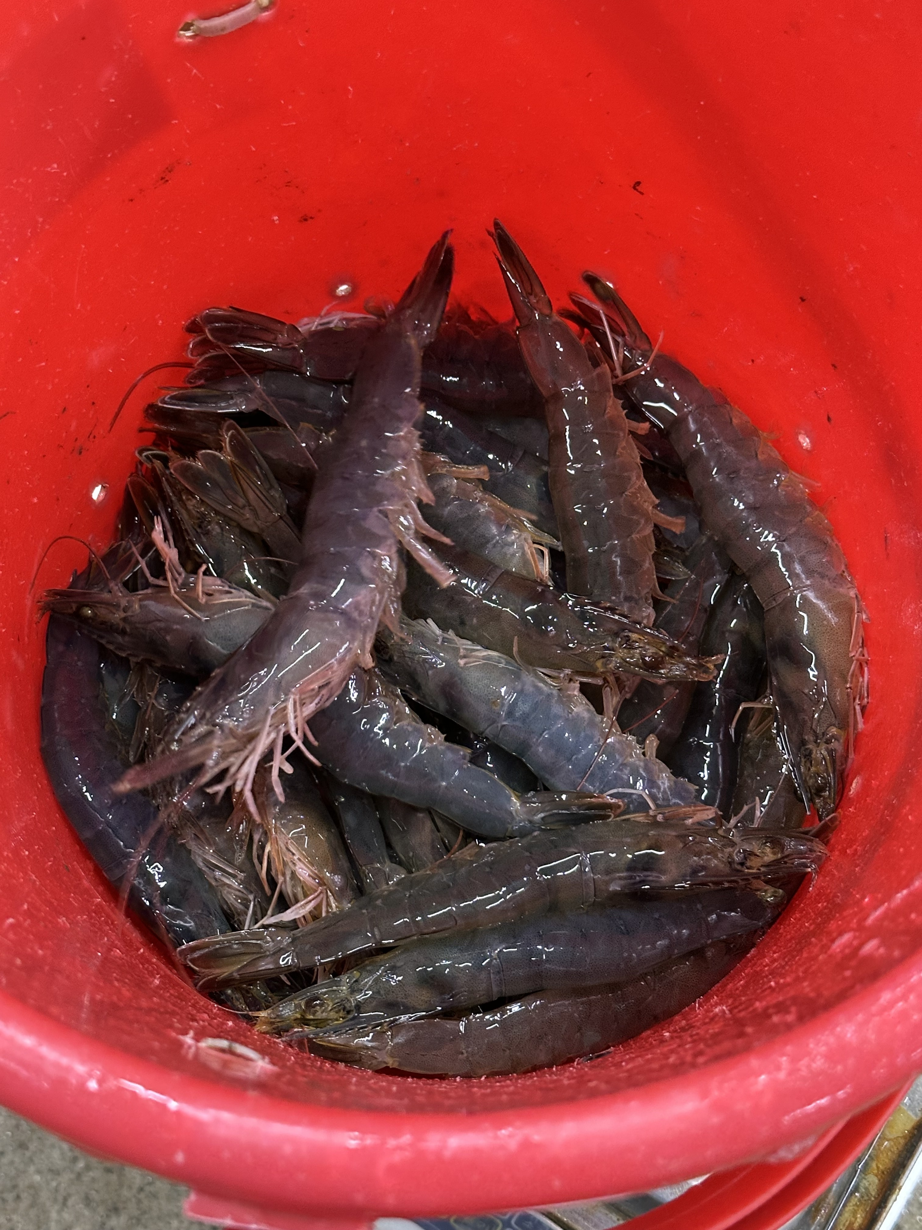 아주 팔팔하게 살아있는 새우랑 게 사다가 쪄먹었는데 - 권선동 맛집 부부수산