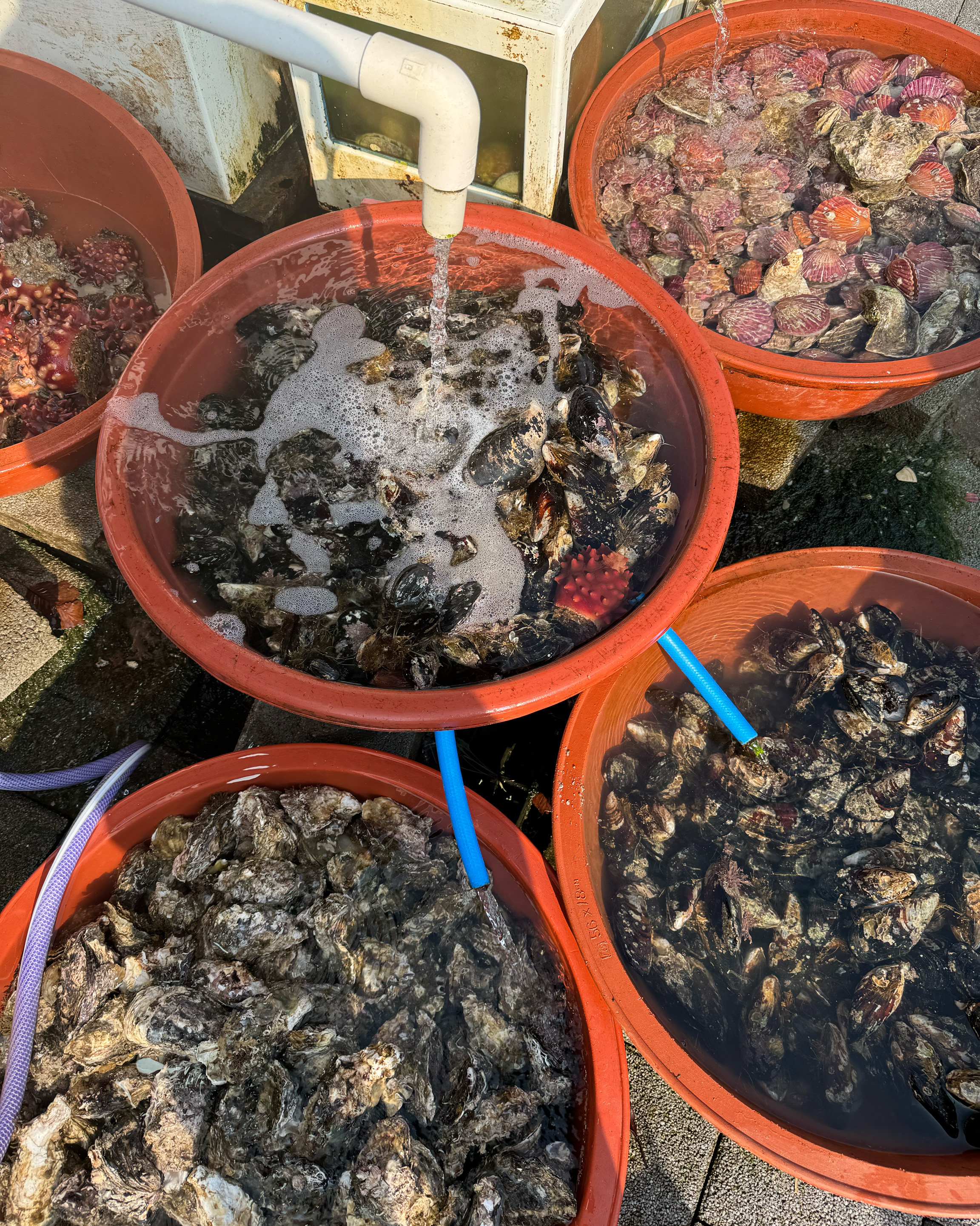 [삼척 맛집 대진식당] 직접 가본 로컬 리뷰