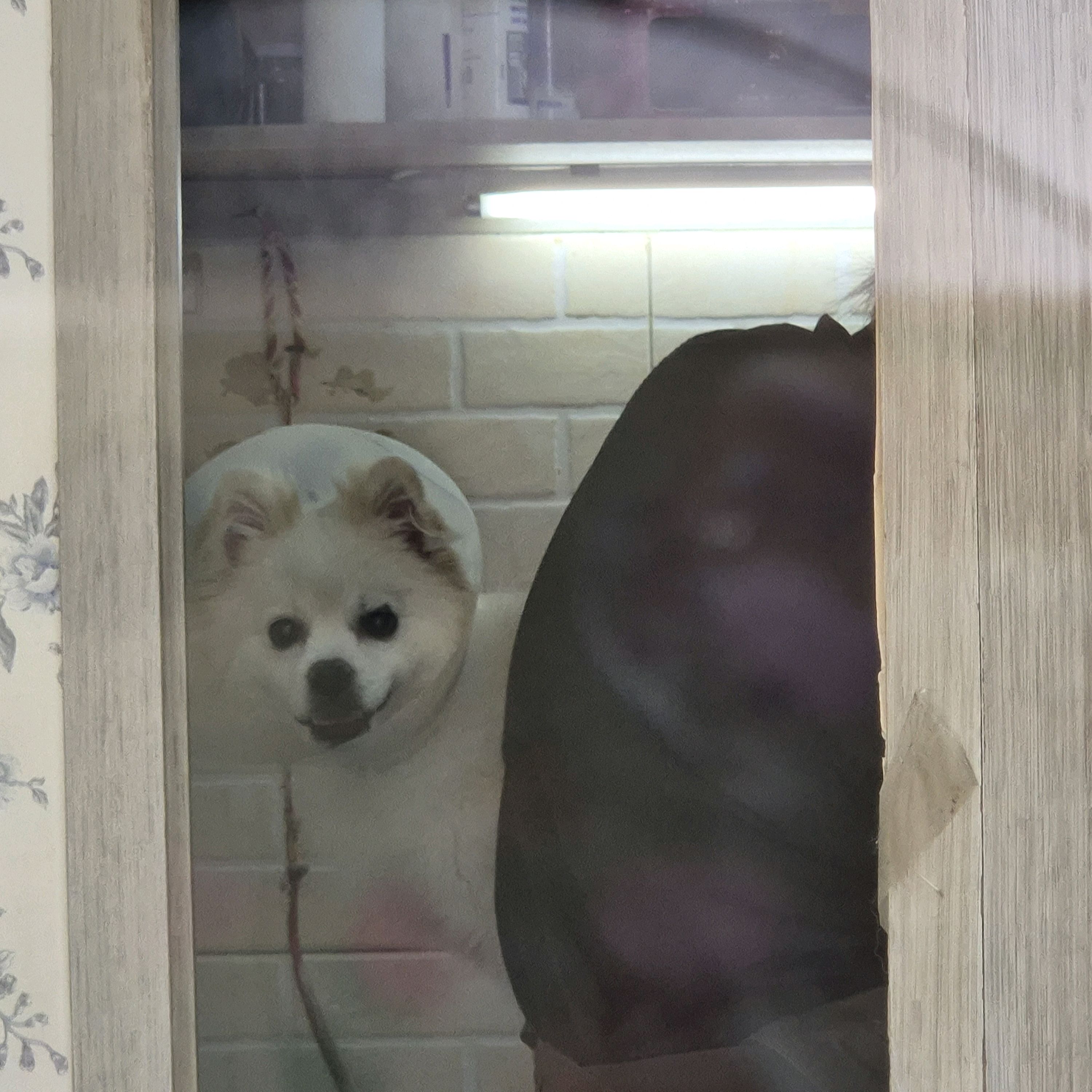 현대종합동물병원 사진 2