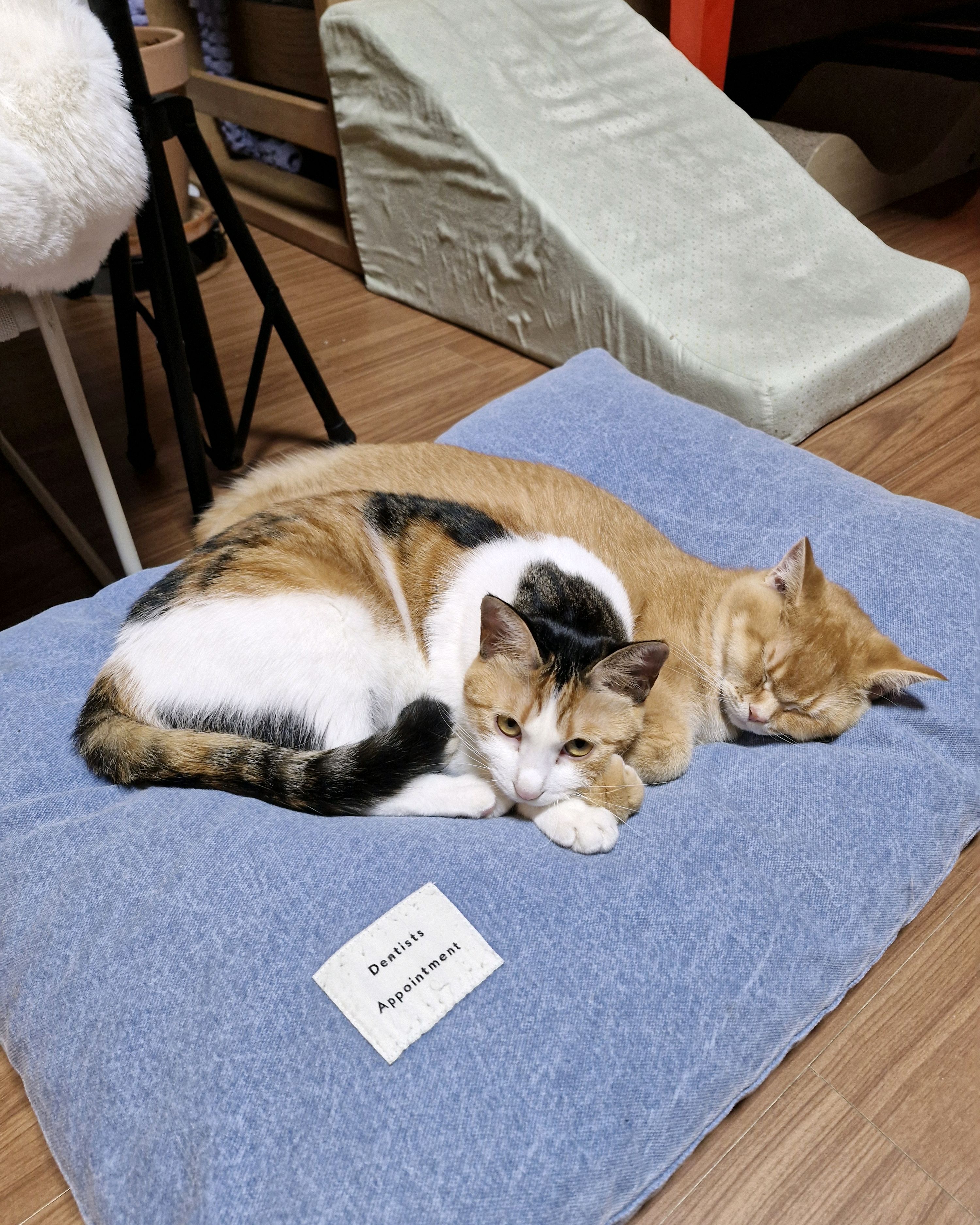 행복튼튼동물병원 사진 3