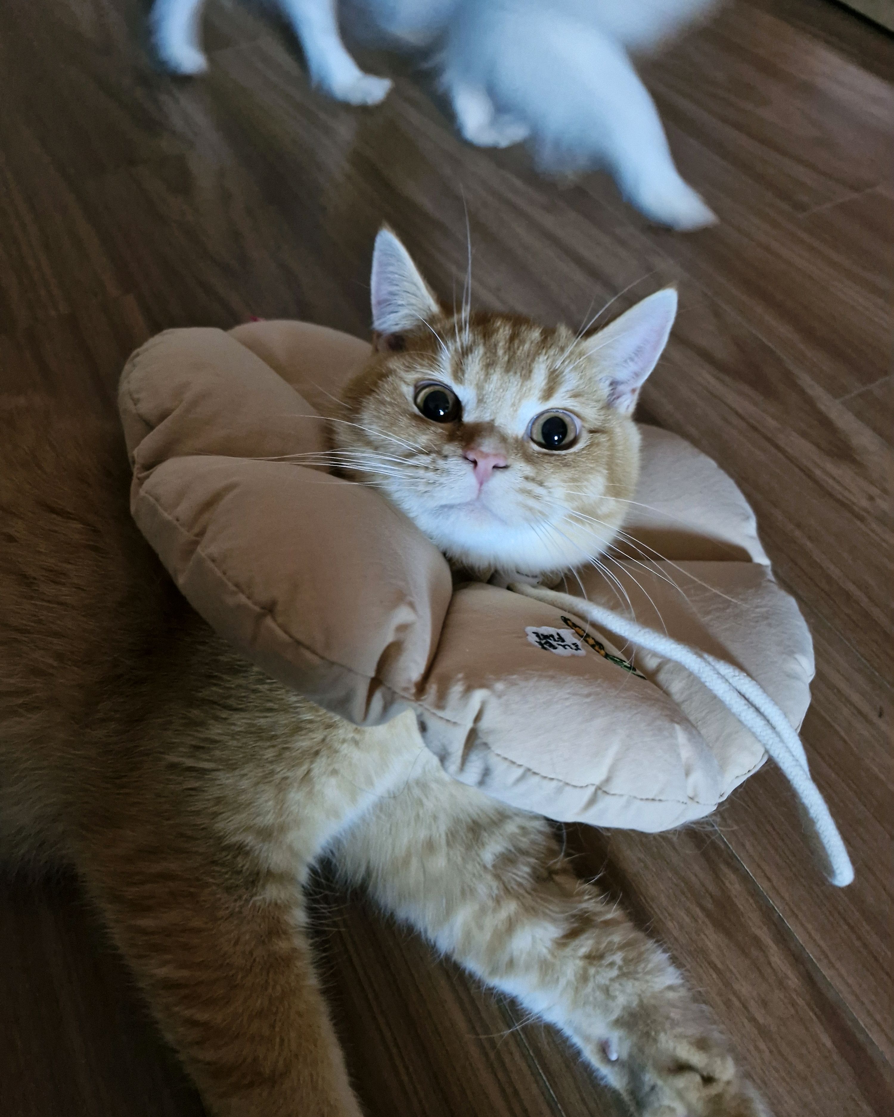 행복튼튼동물병원 사진 4