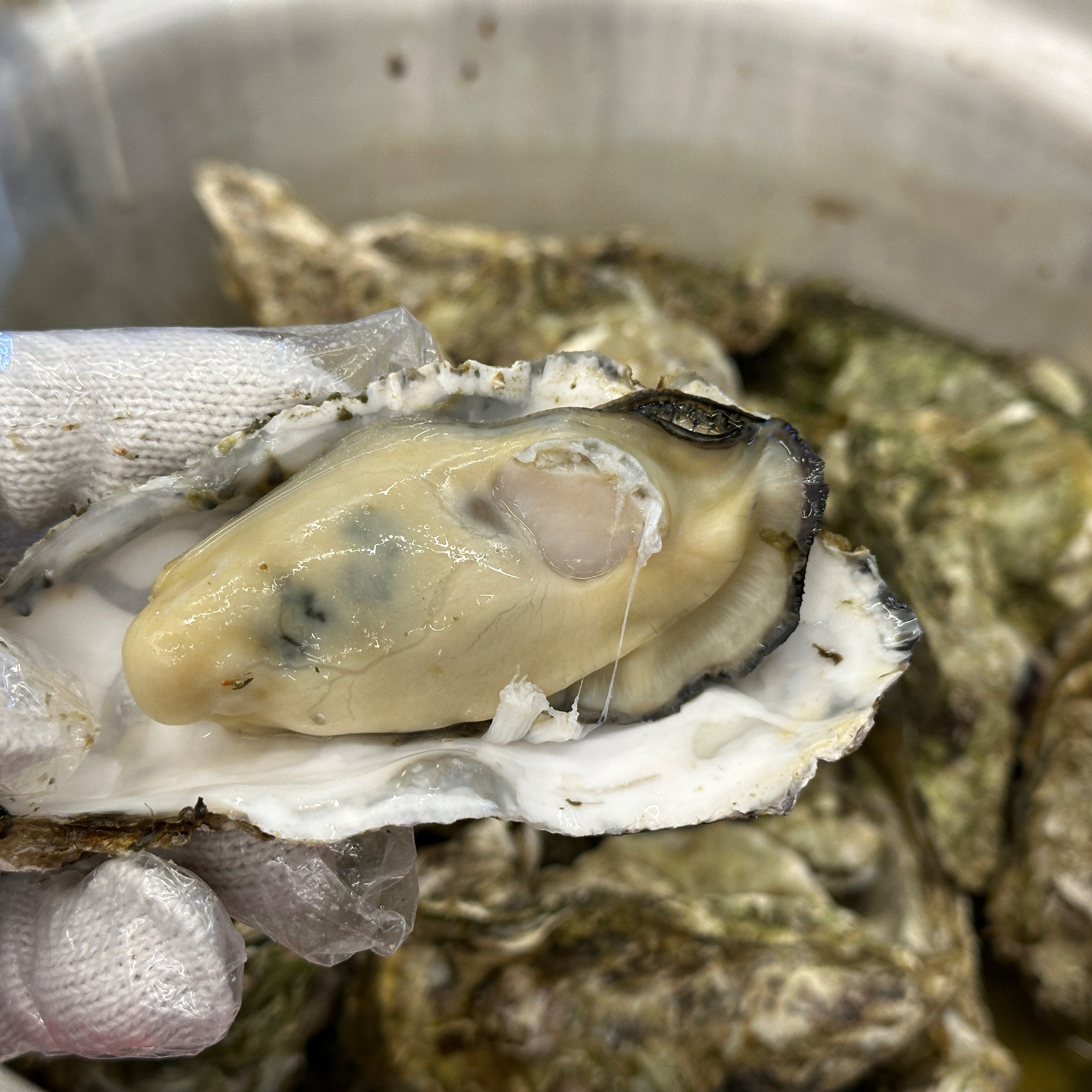 [여의도 맛집 통영굴찜] 직접 가본 로컬 리뷰