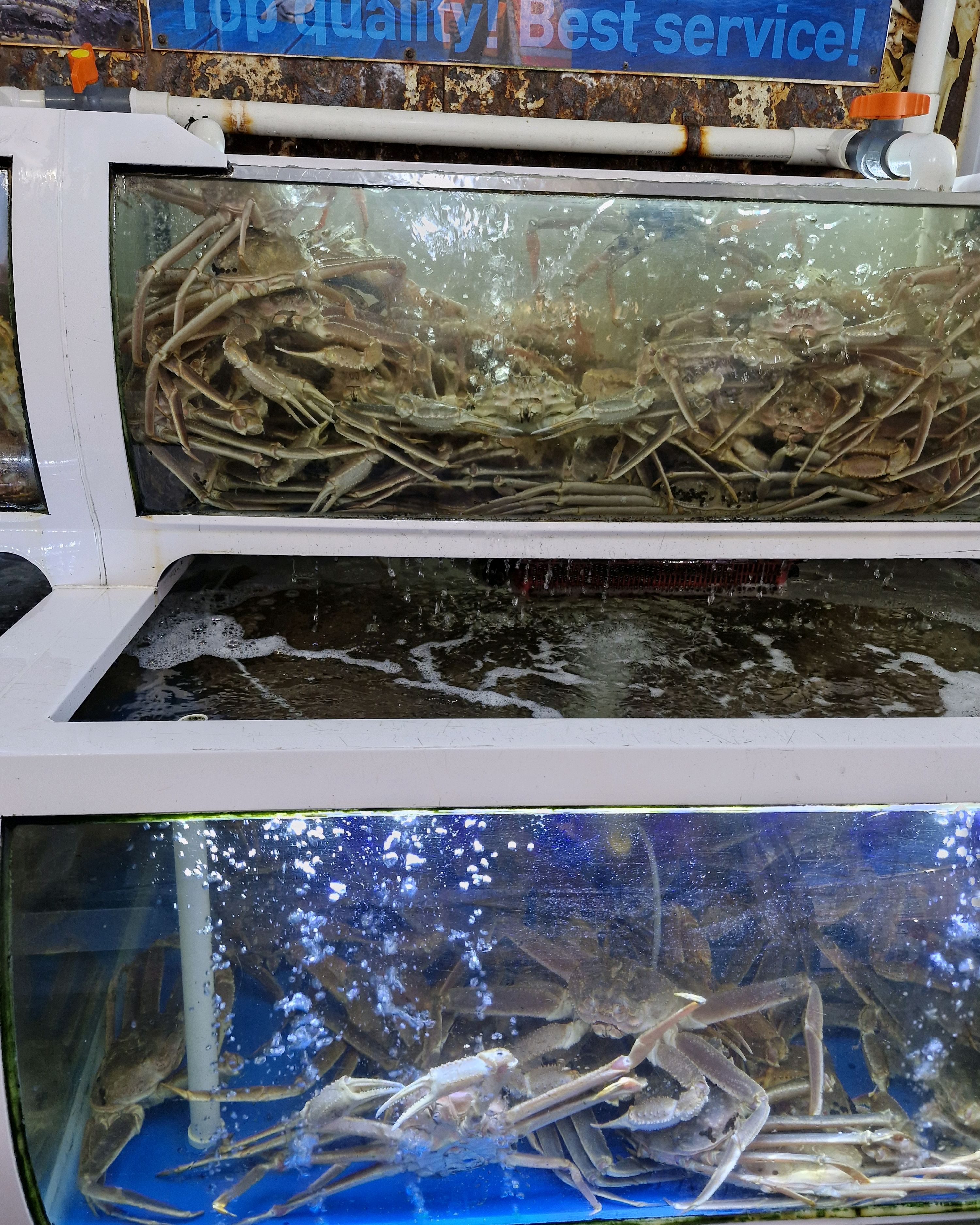 [강릉 맛집 신대게나라] 직접 가본 로컬 리뷰