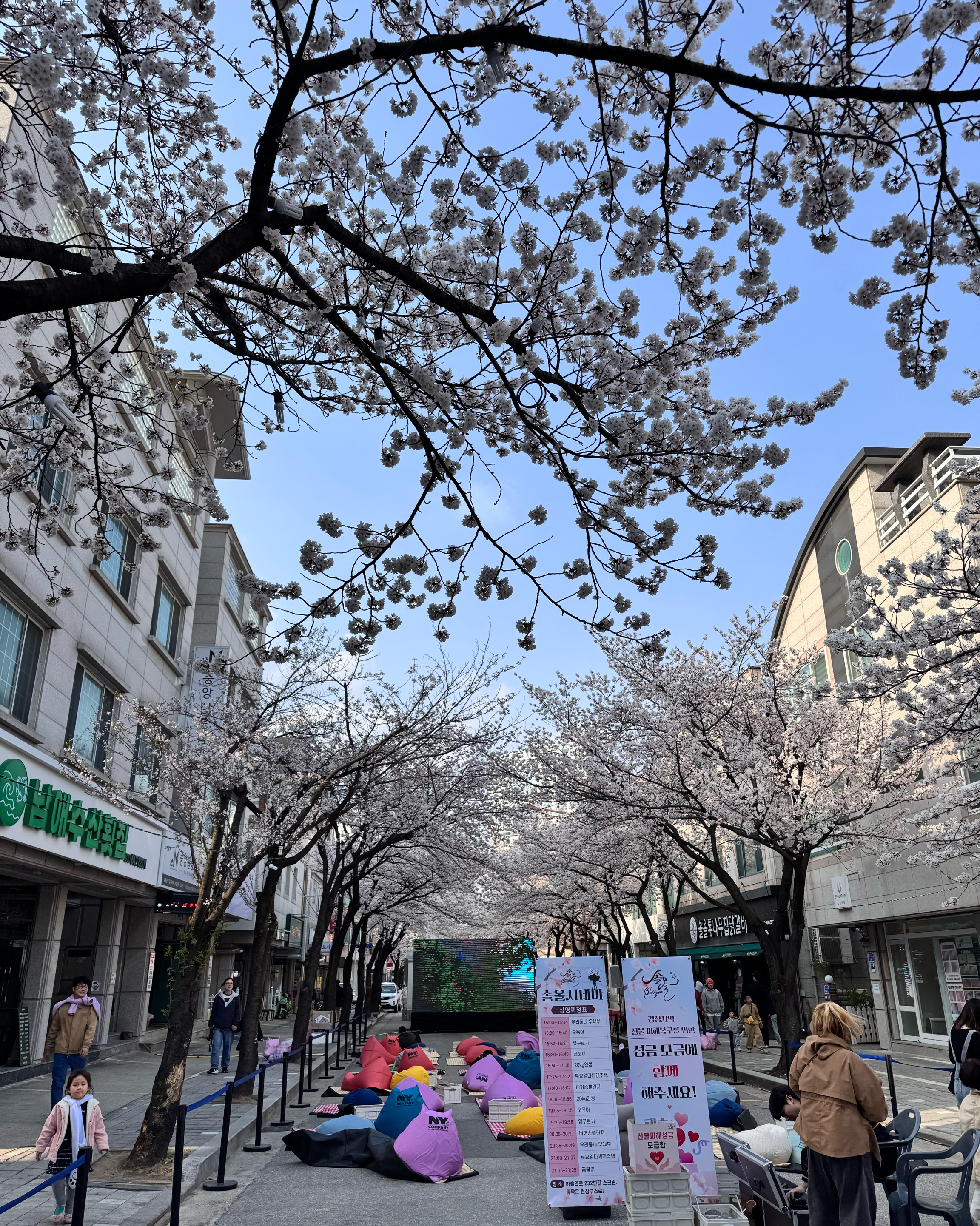 강릉여행 중 교동벚꽃축제 갔다가 화이트리에가 오픈해서 있더라구요 - 강릉 교동 맛집 화이트리에 강릉점
