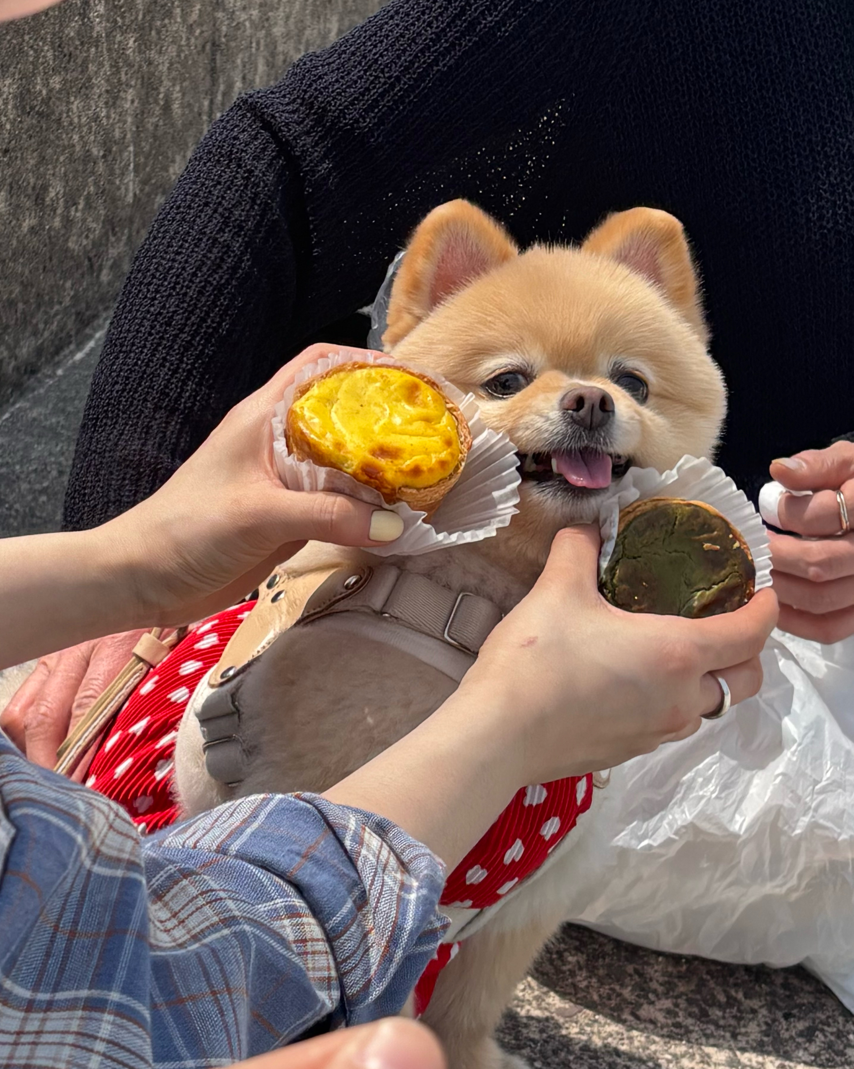 다른메뉴도 맛있었지만 에그타르트 지인짜맛있었어요!!! 인생에그타르트입니당 - 제주 맛집 베이커블