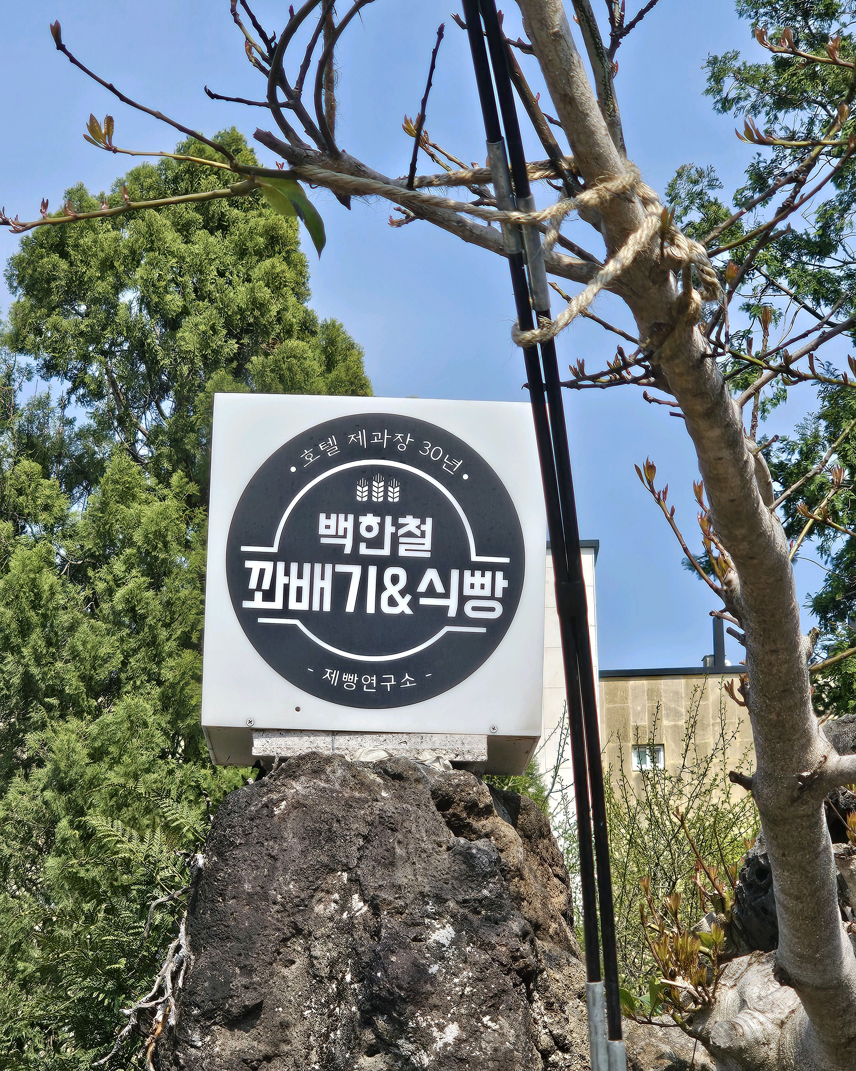 대파꽈배기가 유명하다고 해서 1시간이 넘는 거리를 달려갔는데 마감 직전. 운좋게 대파꽈배기