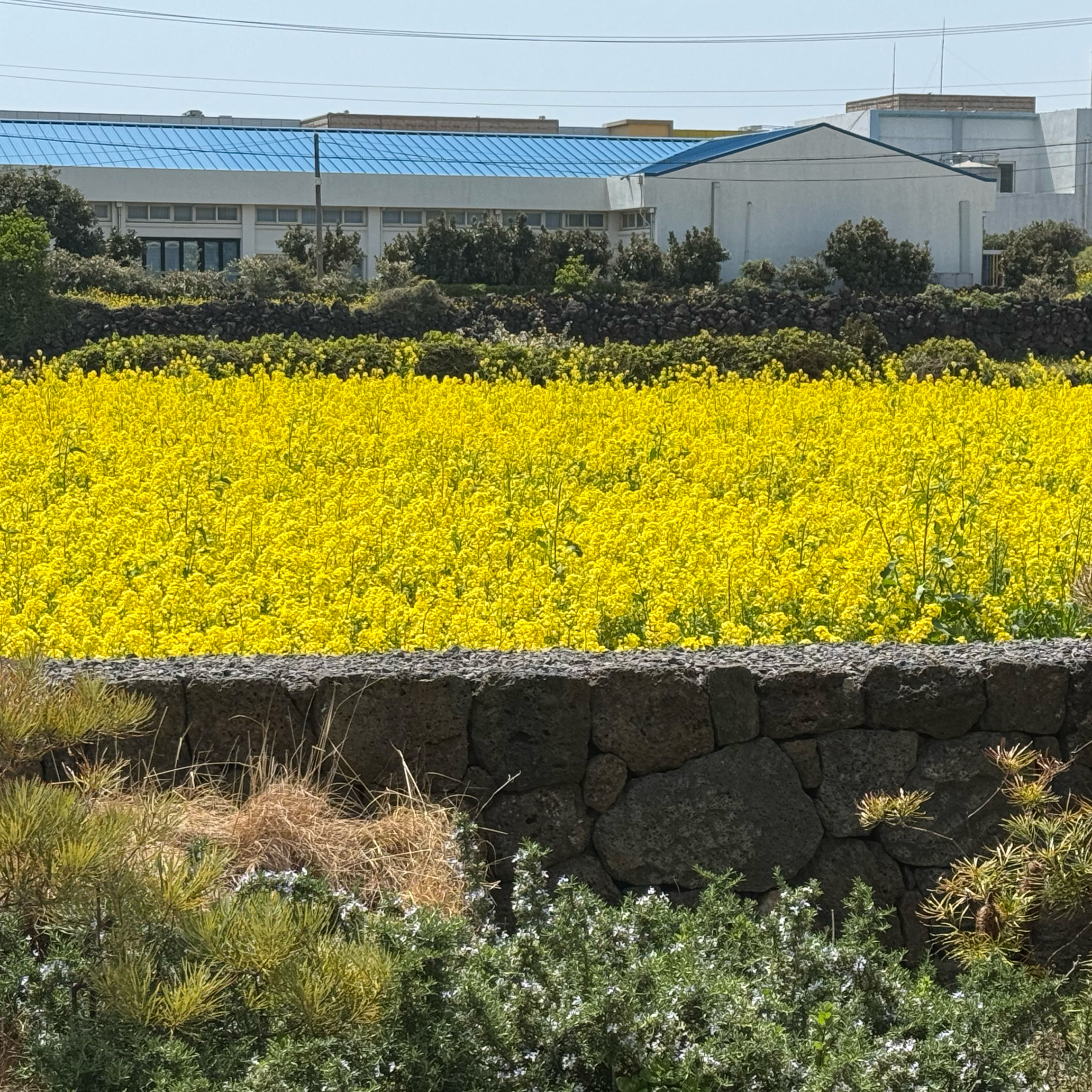 좋아요.💛 유채꽃밭이 아주… 흐드려지는데 풍경보며 먹고 마시는 재미가 쏠쏠한 곳입니다. - 제주 맛집 오른