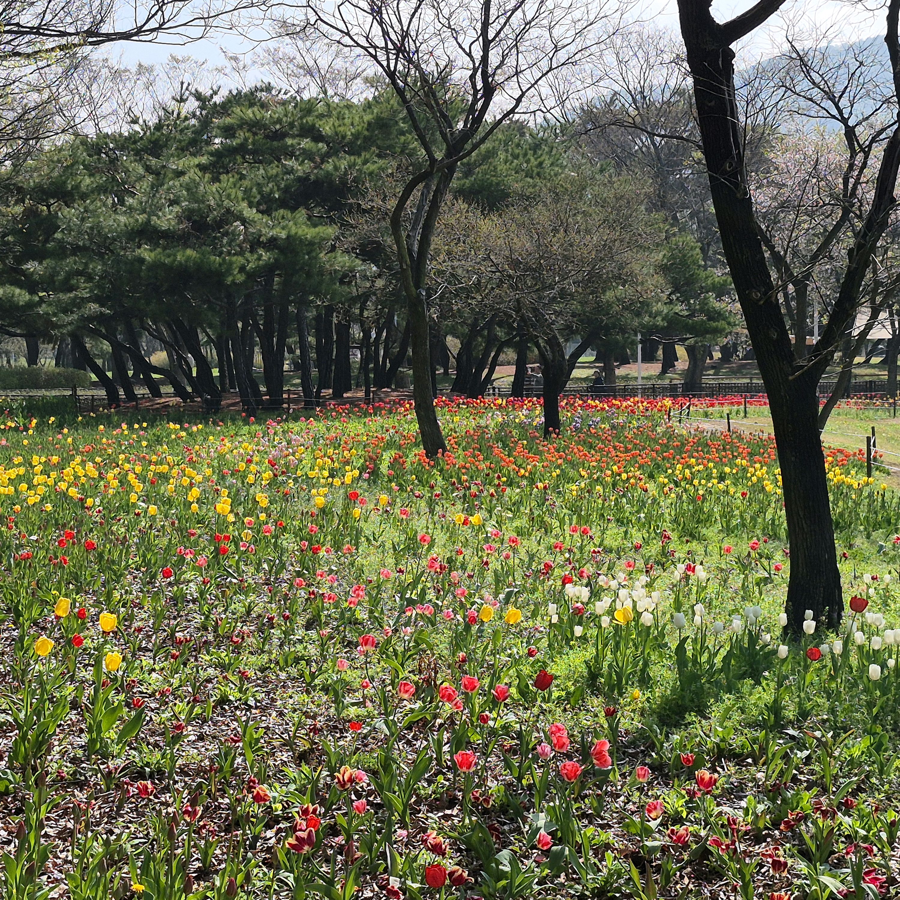 굿 - 인천 맛집 홍명숙 황해 닭강정 본점