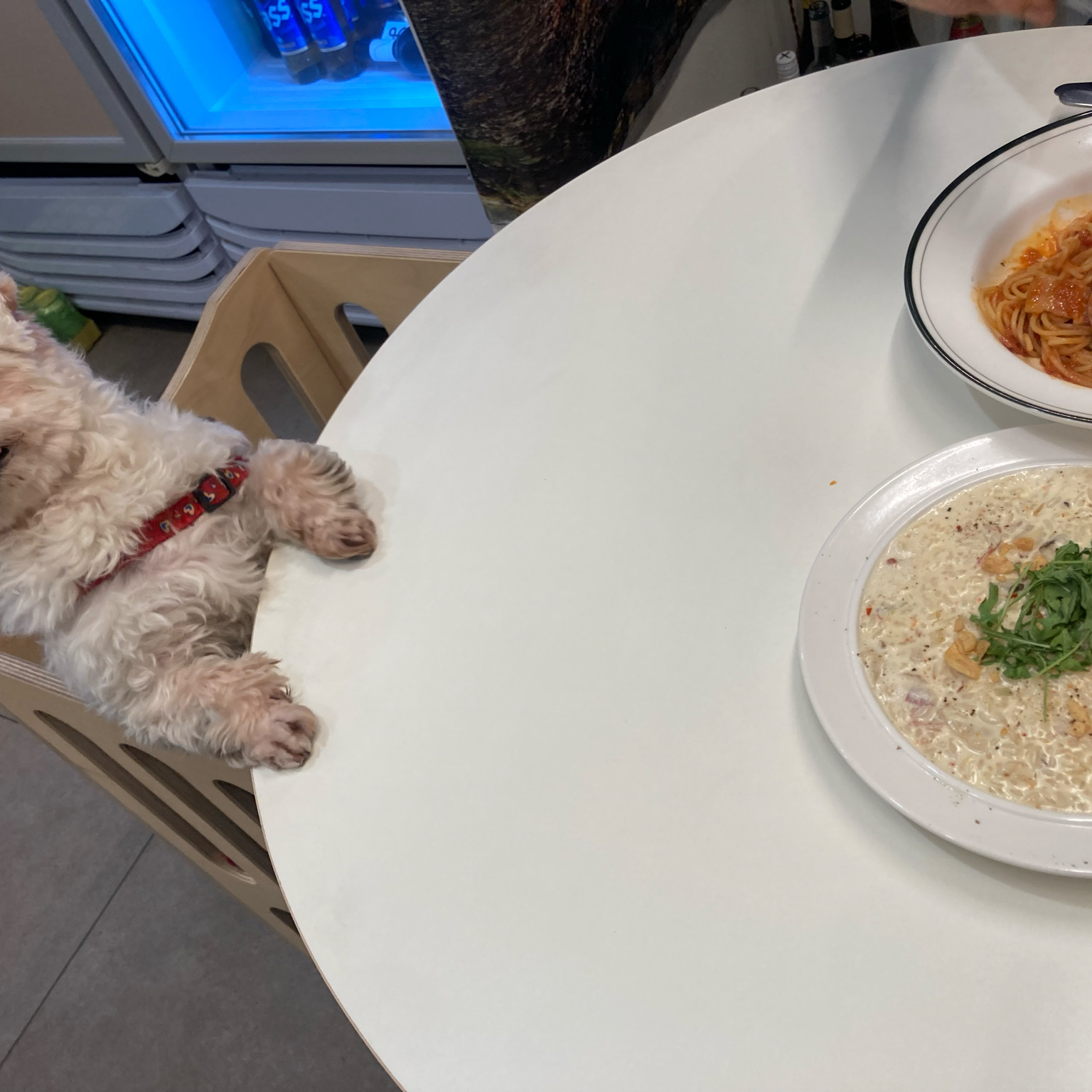 애견동반 입니다 - 불당동 맛집 선스토랑