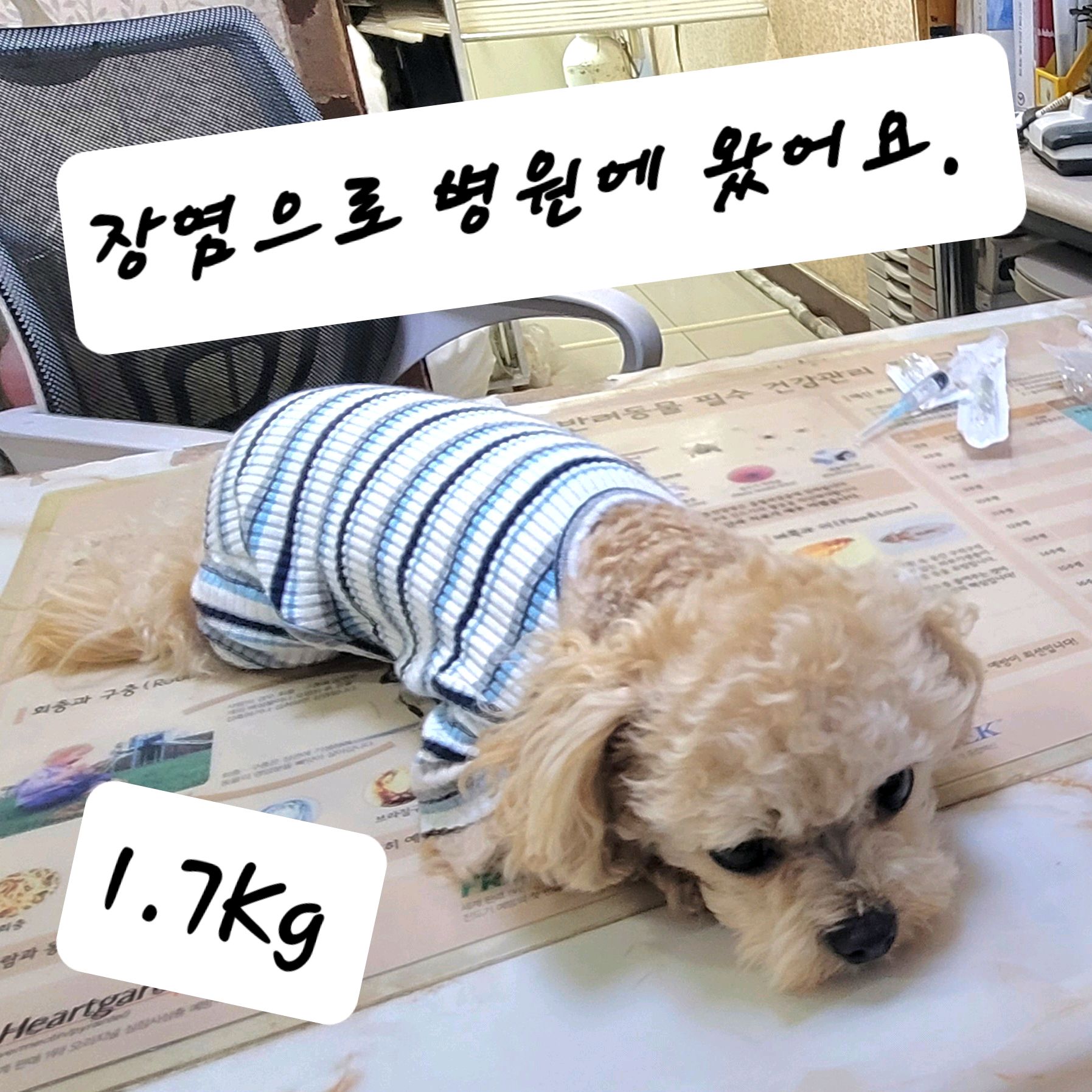 햇살동물병원 사진 4