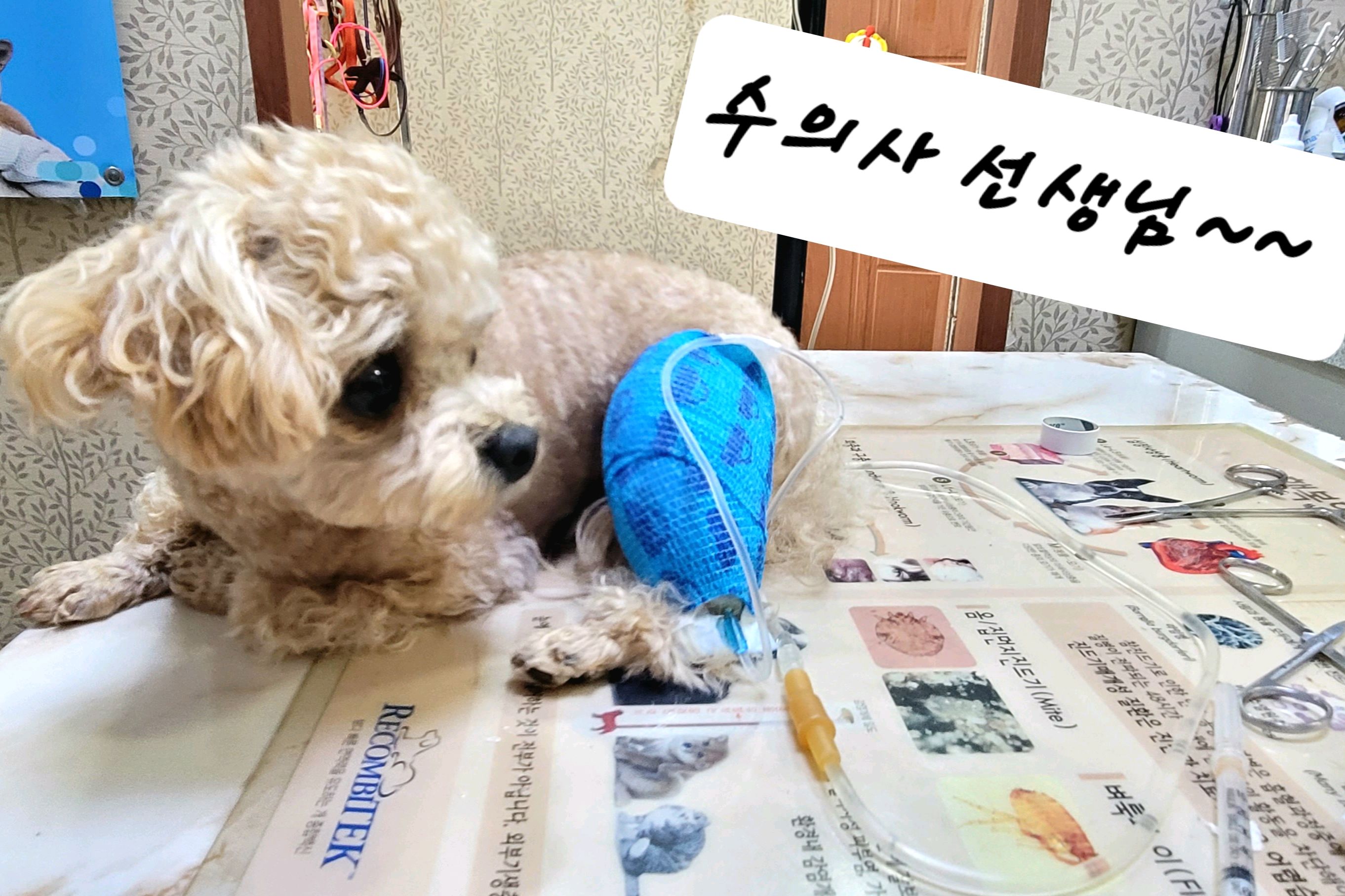 햇살동물병원 사진 5