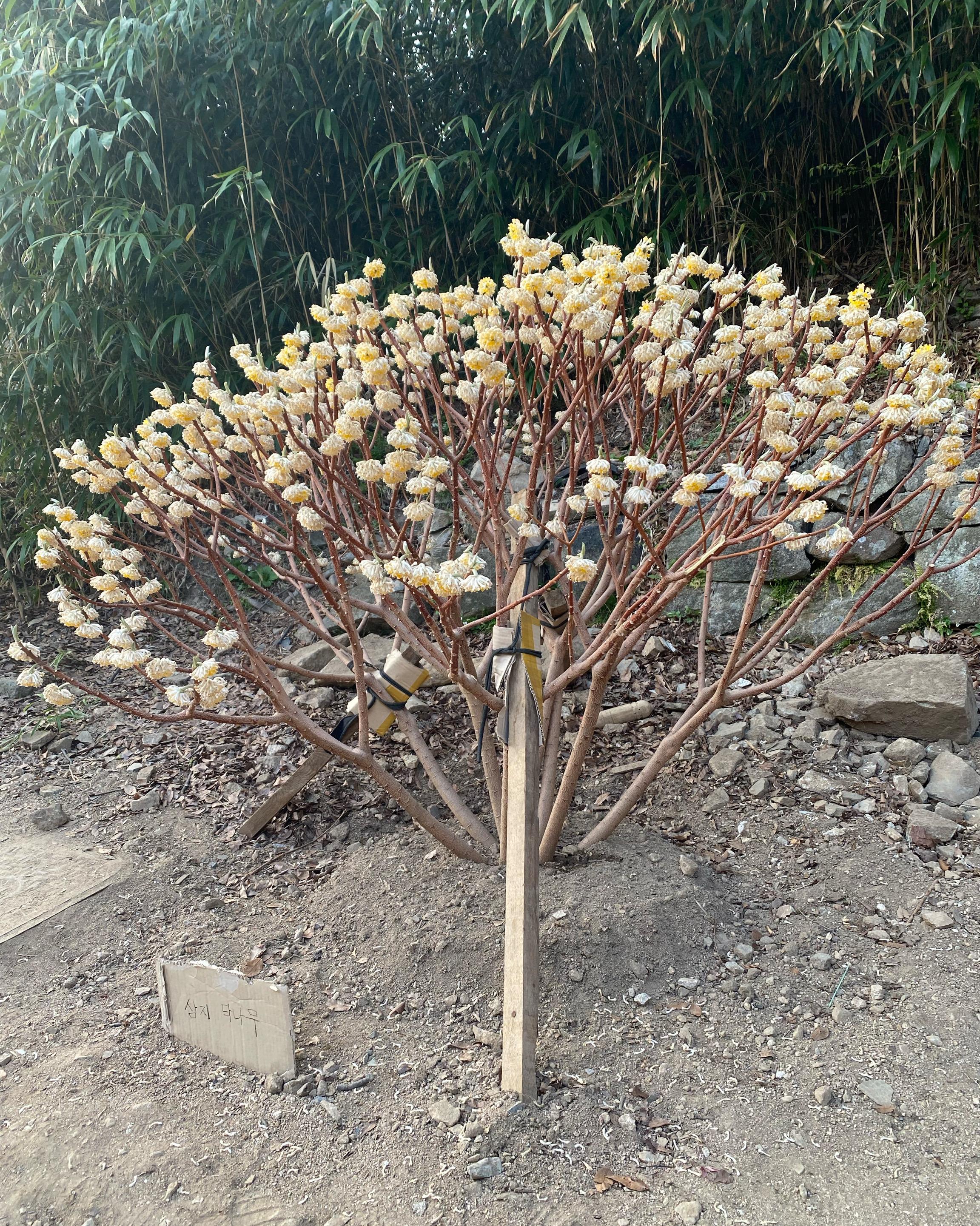 아빠랑 데이트 하면서 들른곳. 칼국수에 돈가스 하나면 배터지네요. - 대전 맛집 시민칼국수