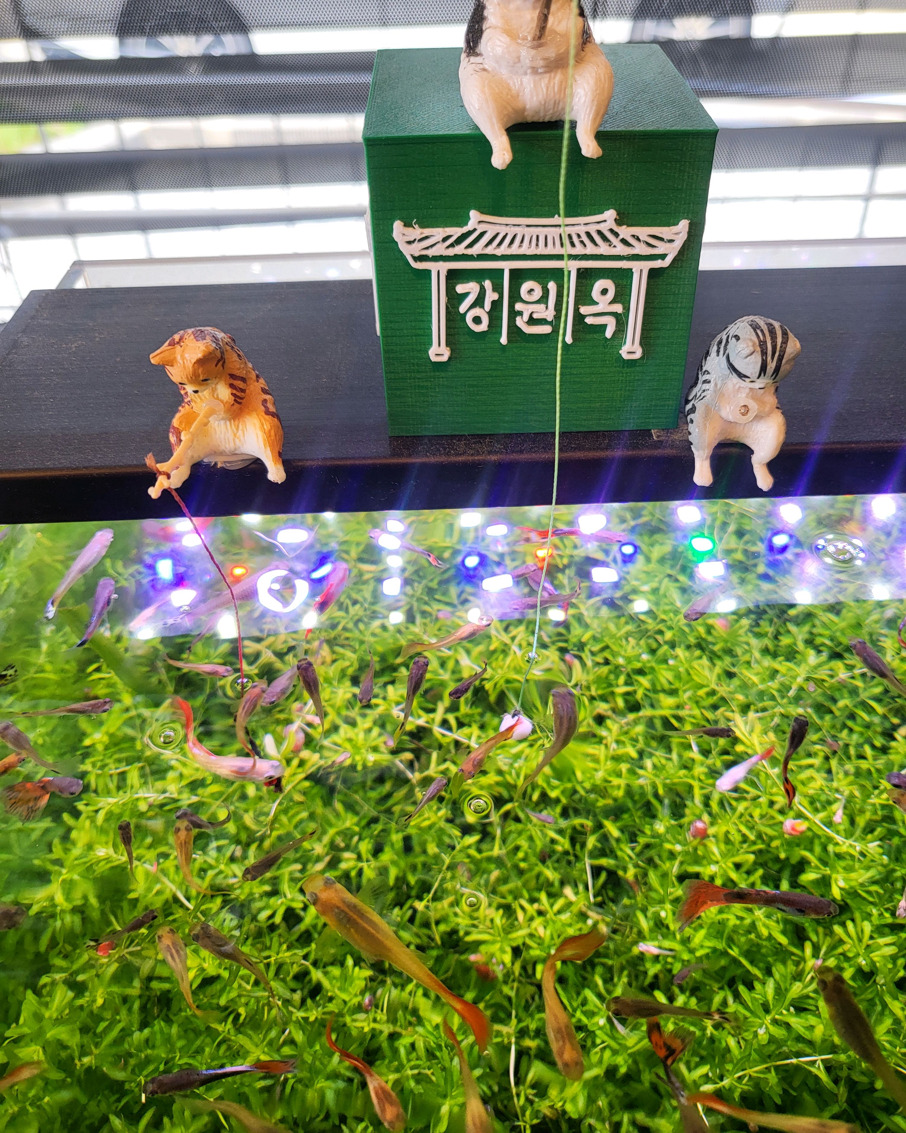 초당 찰떡(해동해도 찰떡의 질감이 그대로 살아있음♡) 사러 가다가 우연히 들른곳 - 경포대 맛집 강원옥 찹쌀떡
