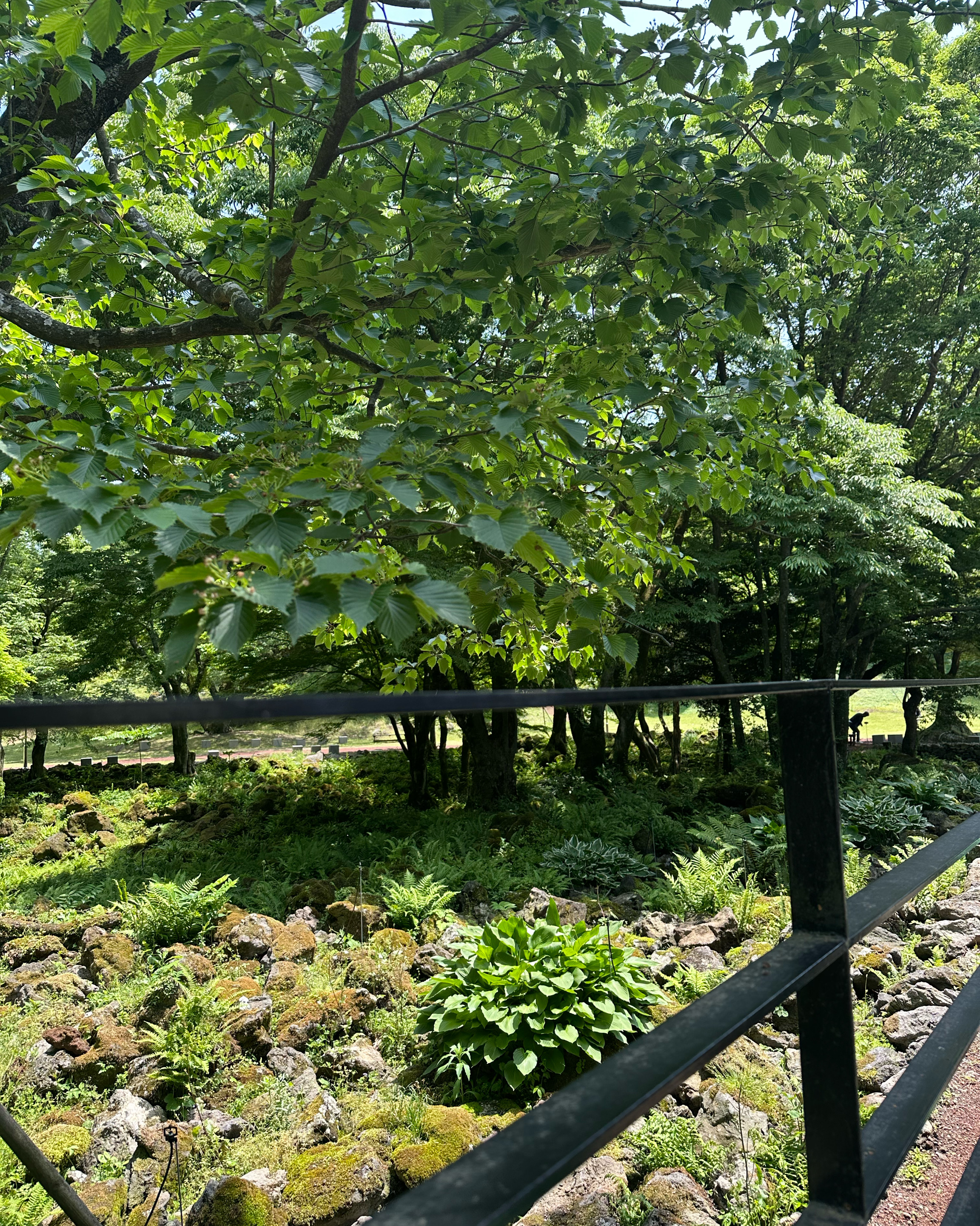 뷰가 너무 좋은 카페에요 - 제주 맛집 이끼숲소길