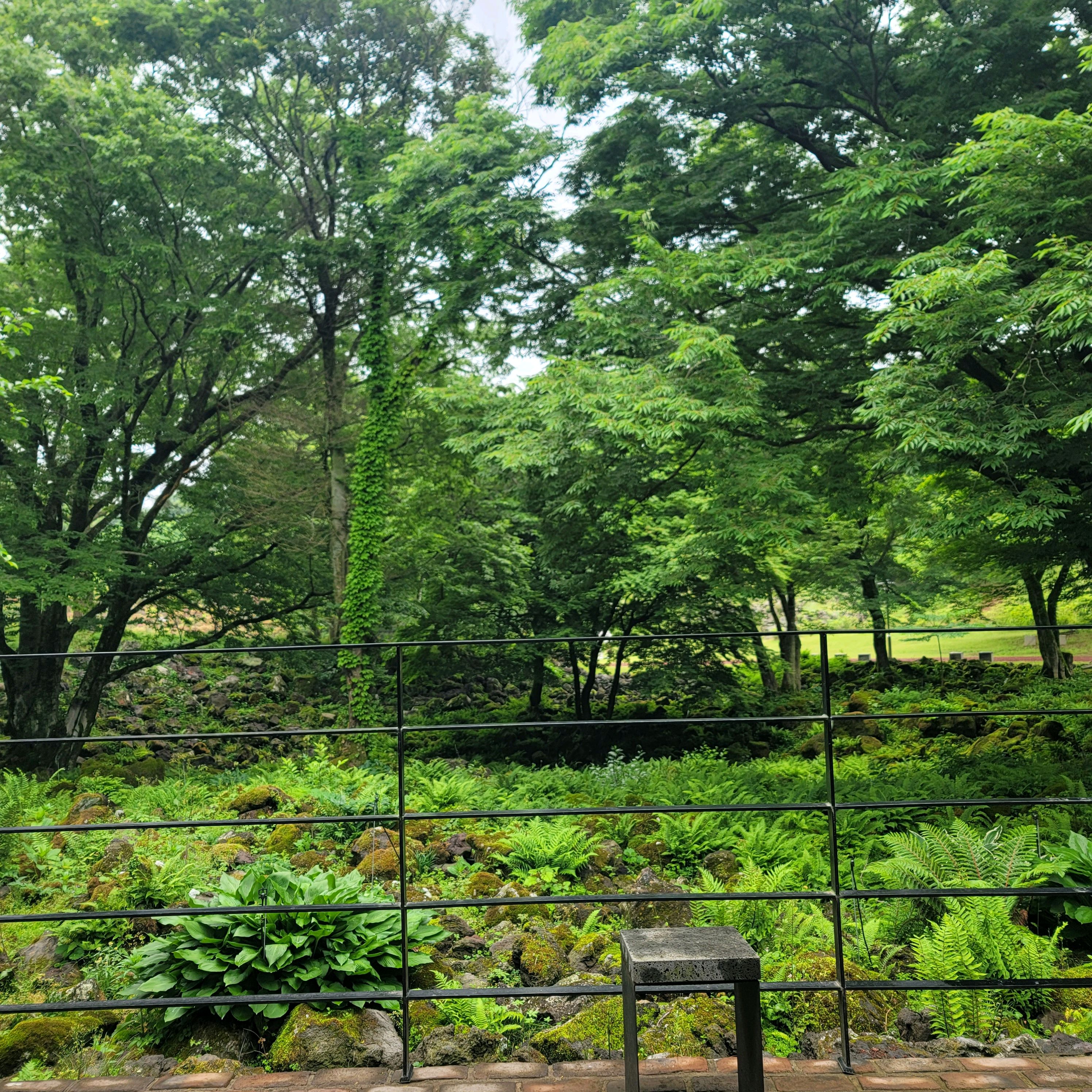 제주 맛집 이끼숲소길 23번째 리뷰 이미지