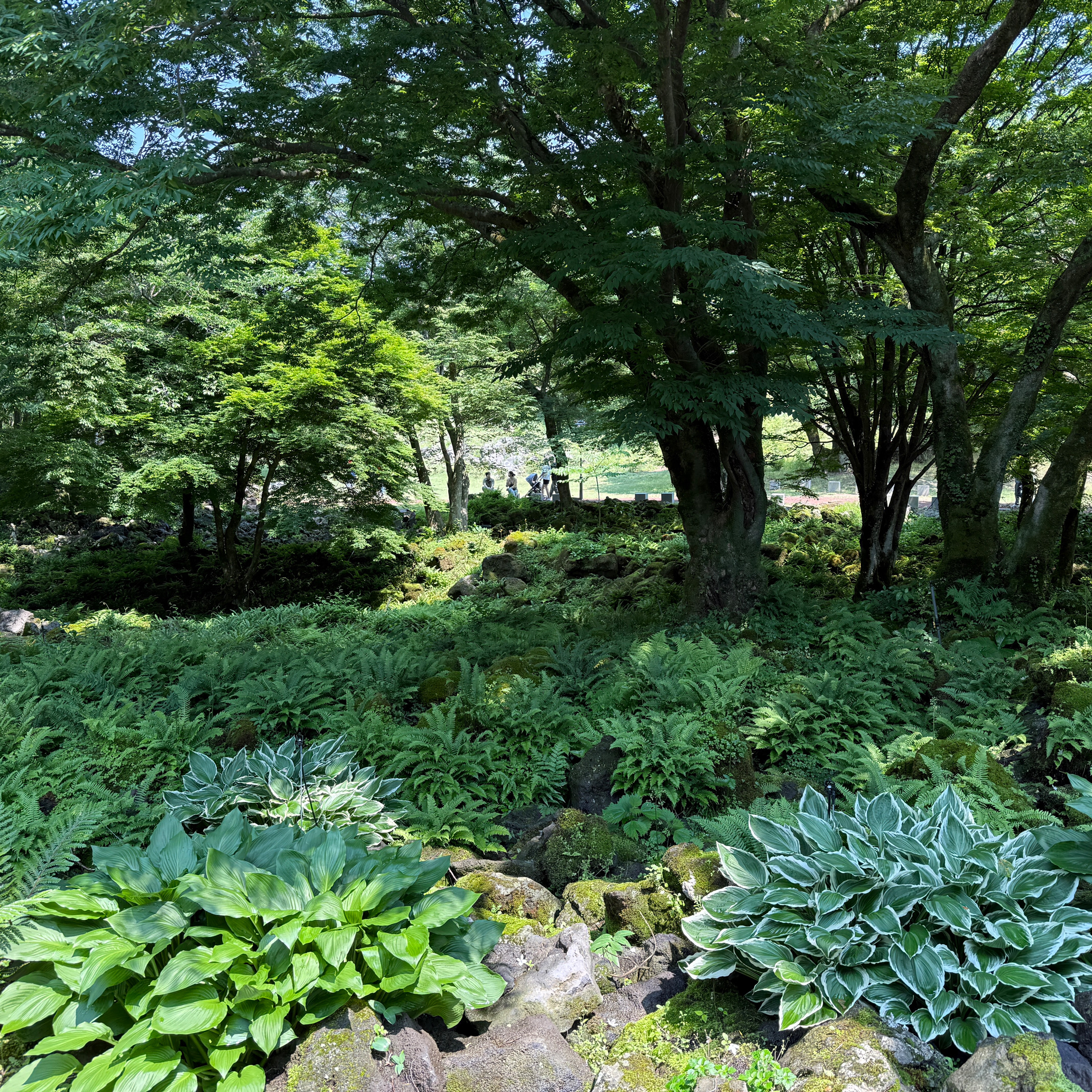 넓고 나들이 온 것 같아요! 날도 너무너무 좋아서 따뜻하고 풀들도 너무 이뻐요! - 제주 맛집 이끼숲소길
