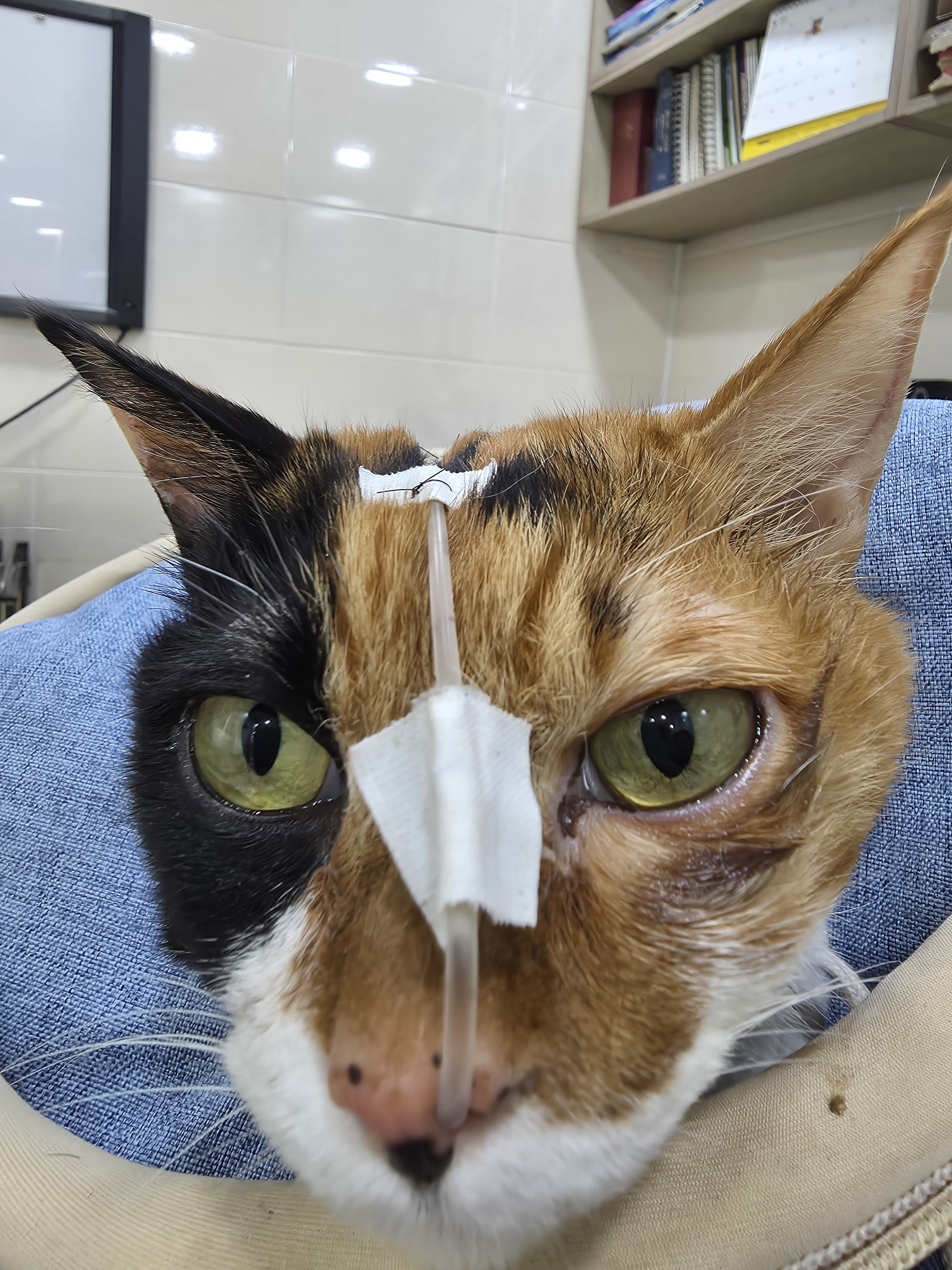 독립문동물병원 사진 5
