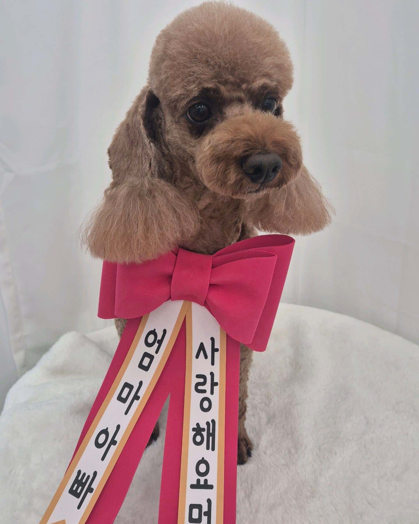 거창하개