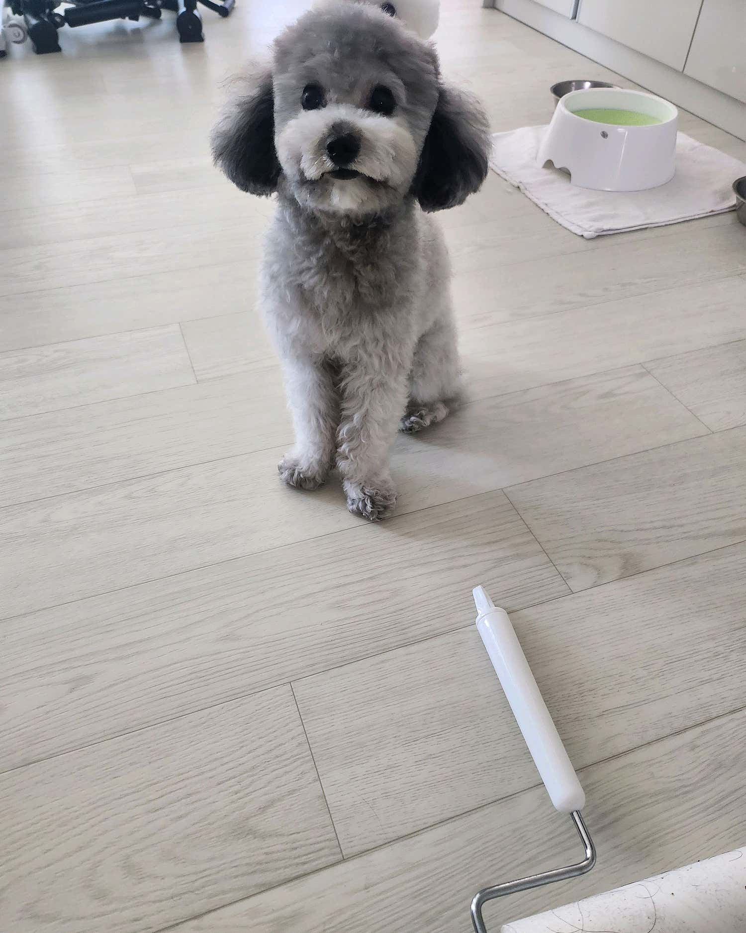 꾸밈펫샵