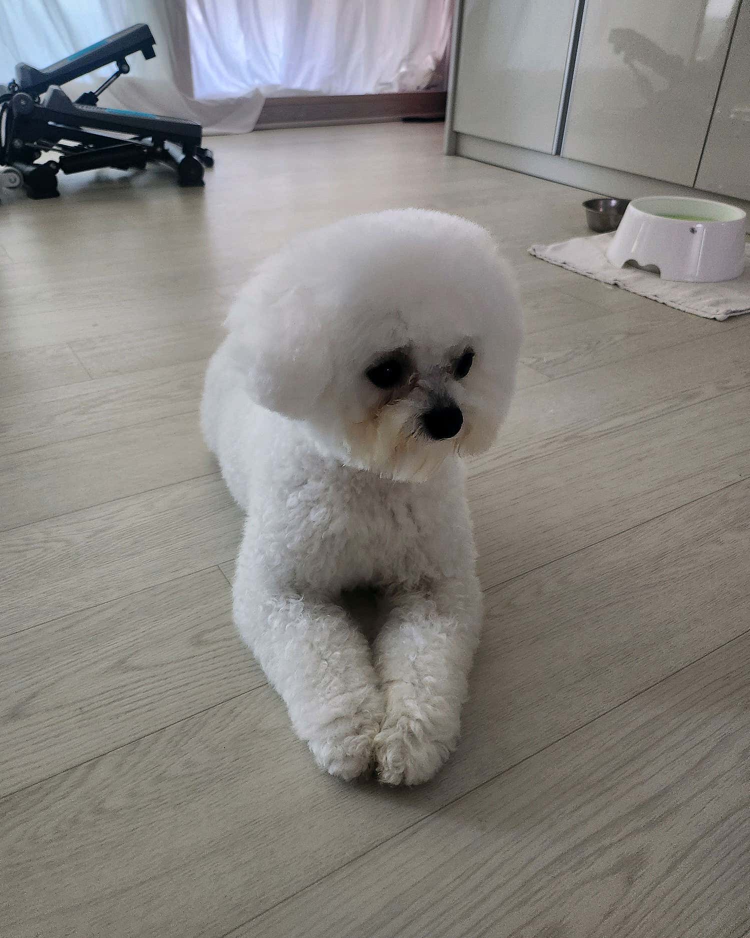 꾸밈펫샵