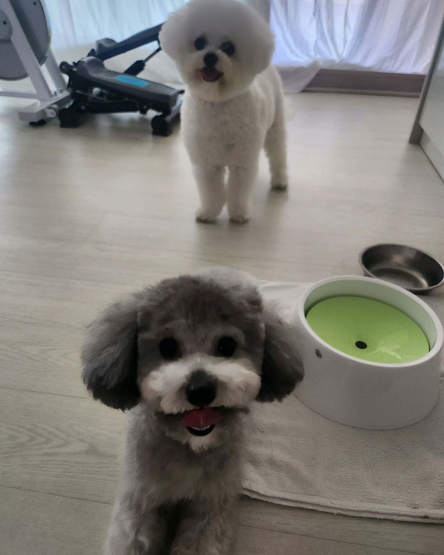 꾸밈펫샵