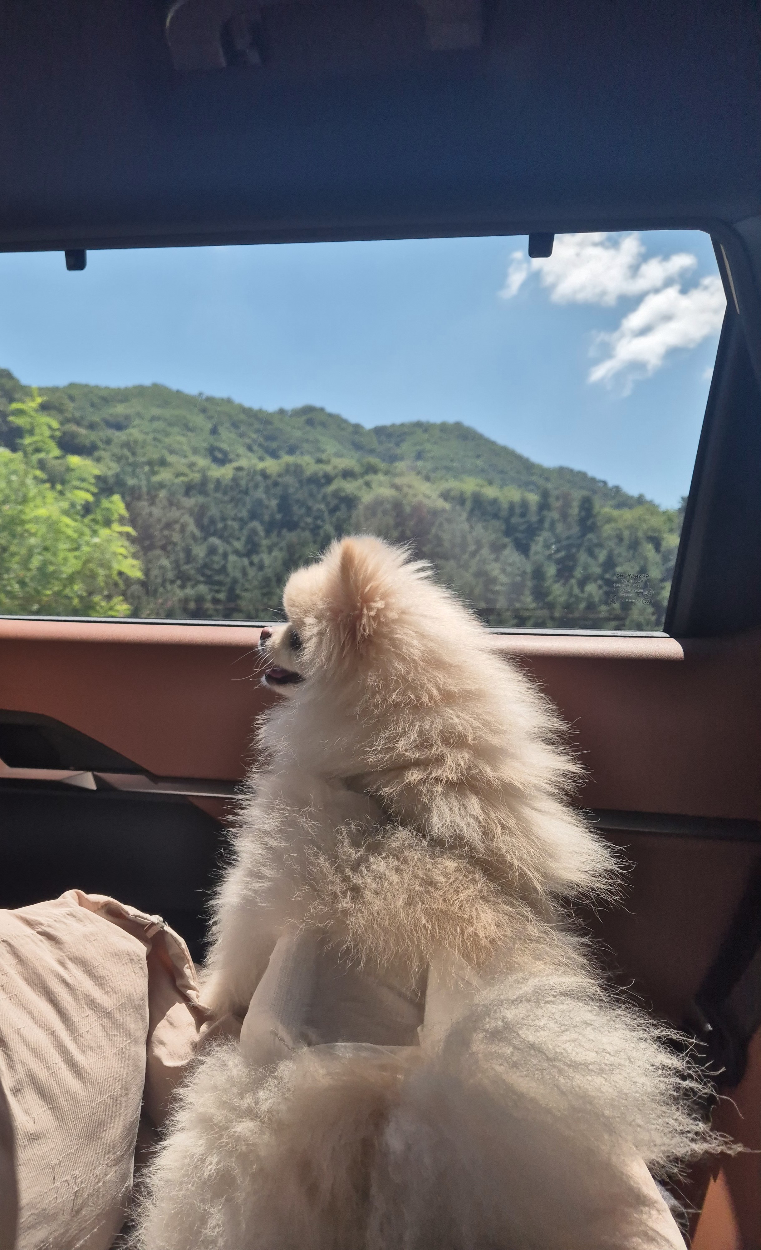 차 안에서 창밖을 바라보는 포메라니안