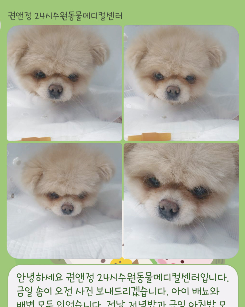 권앤정 24시수원동물메디컬센터 사진 3