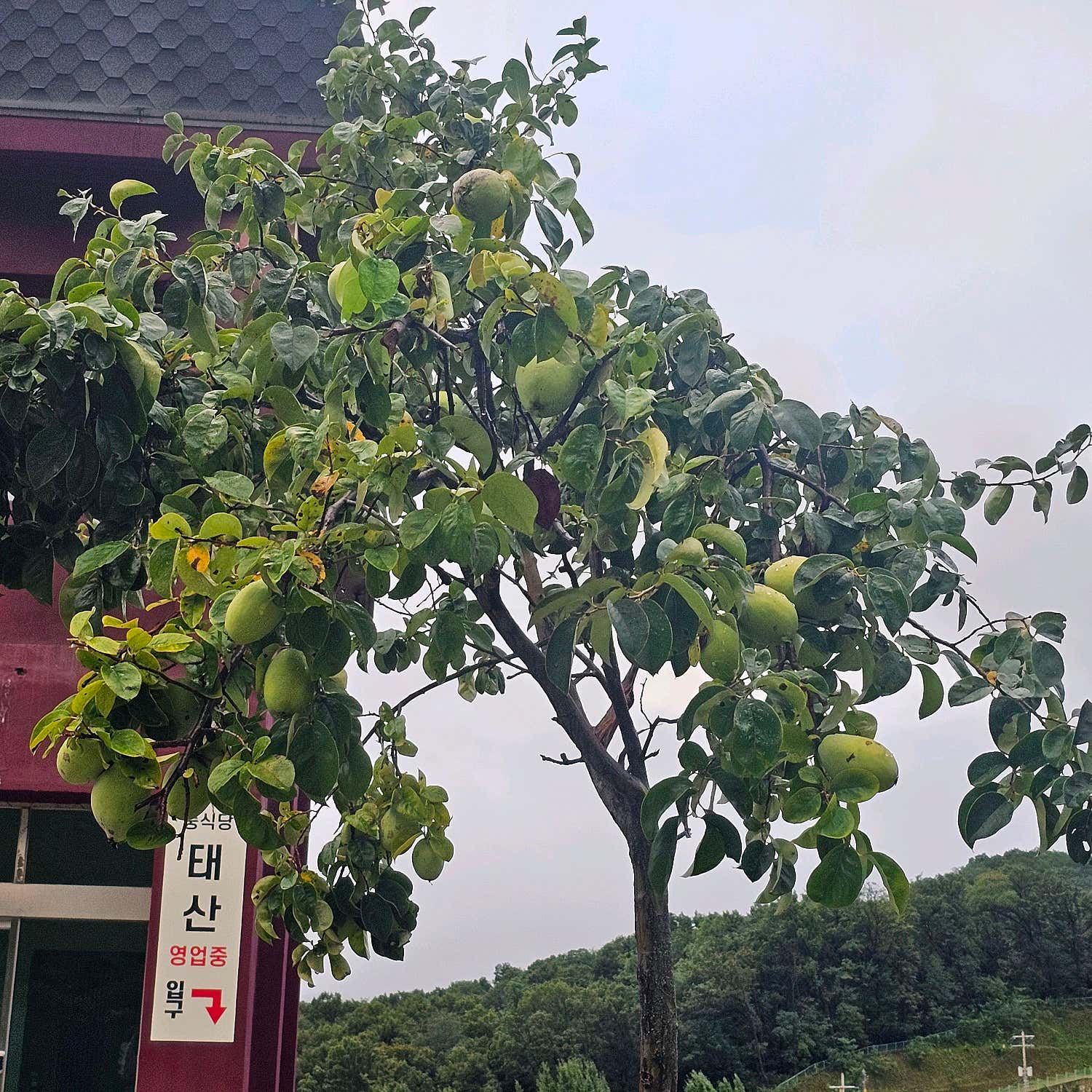 푸짐한 태산 고추짬뽕