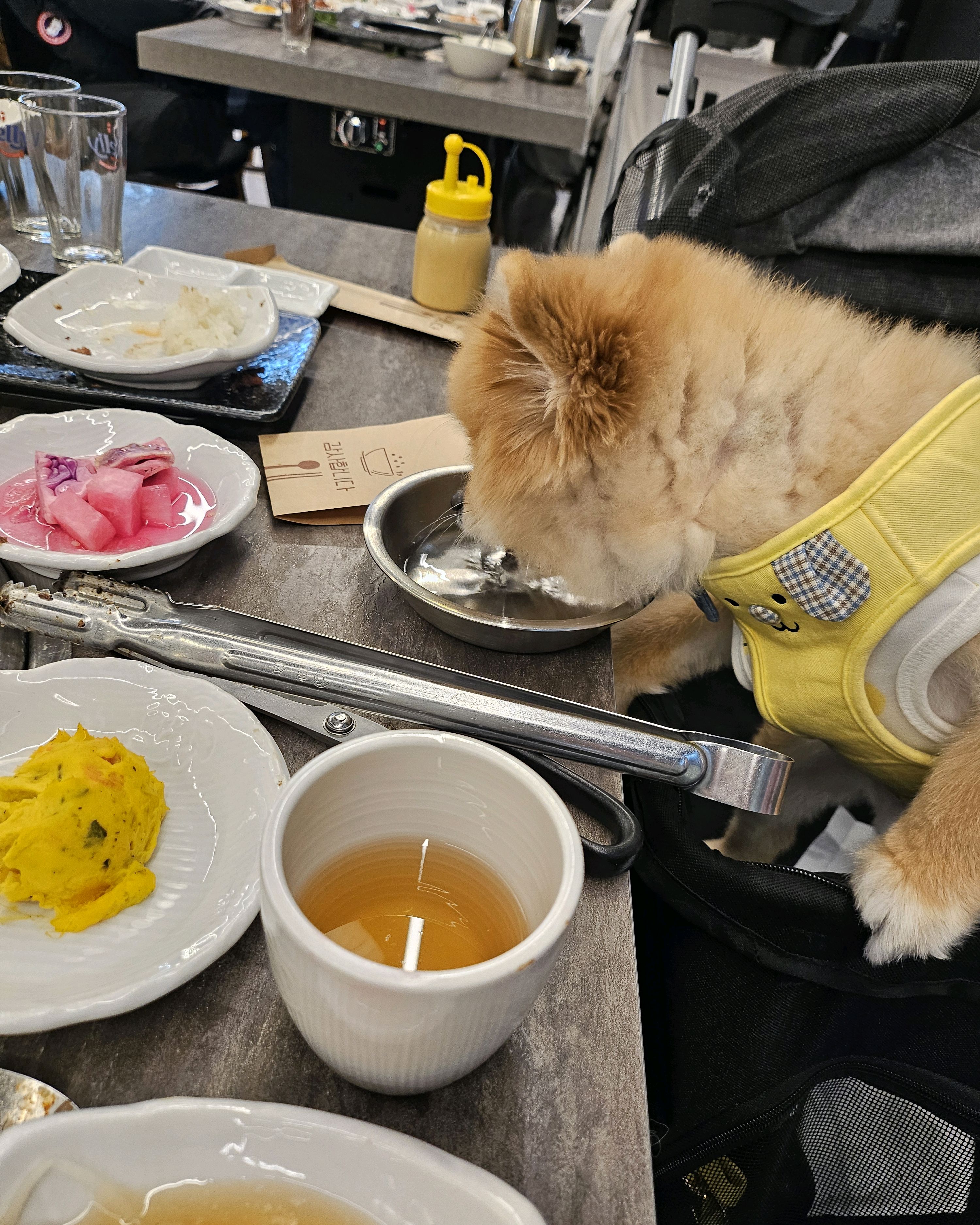 [강릉 맛집 강릉한우 초당우가] 직접 가본 로컬 리뷰