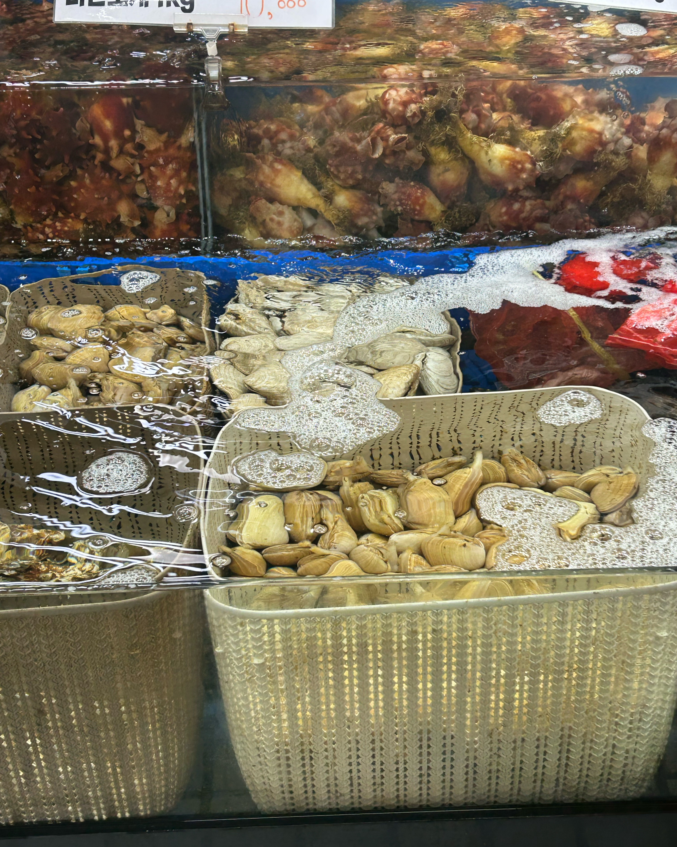 [강릉 맛집 고고횟집] 직접 가본 로컬 리뷰