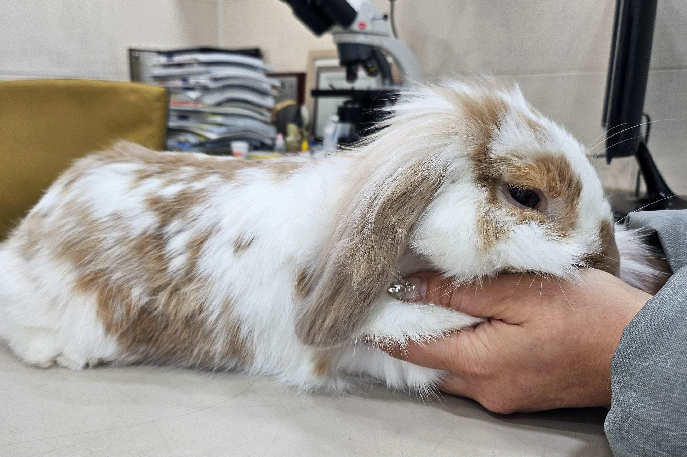 독립문동물병원 사진 2