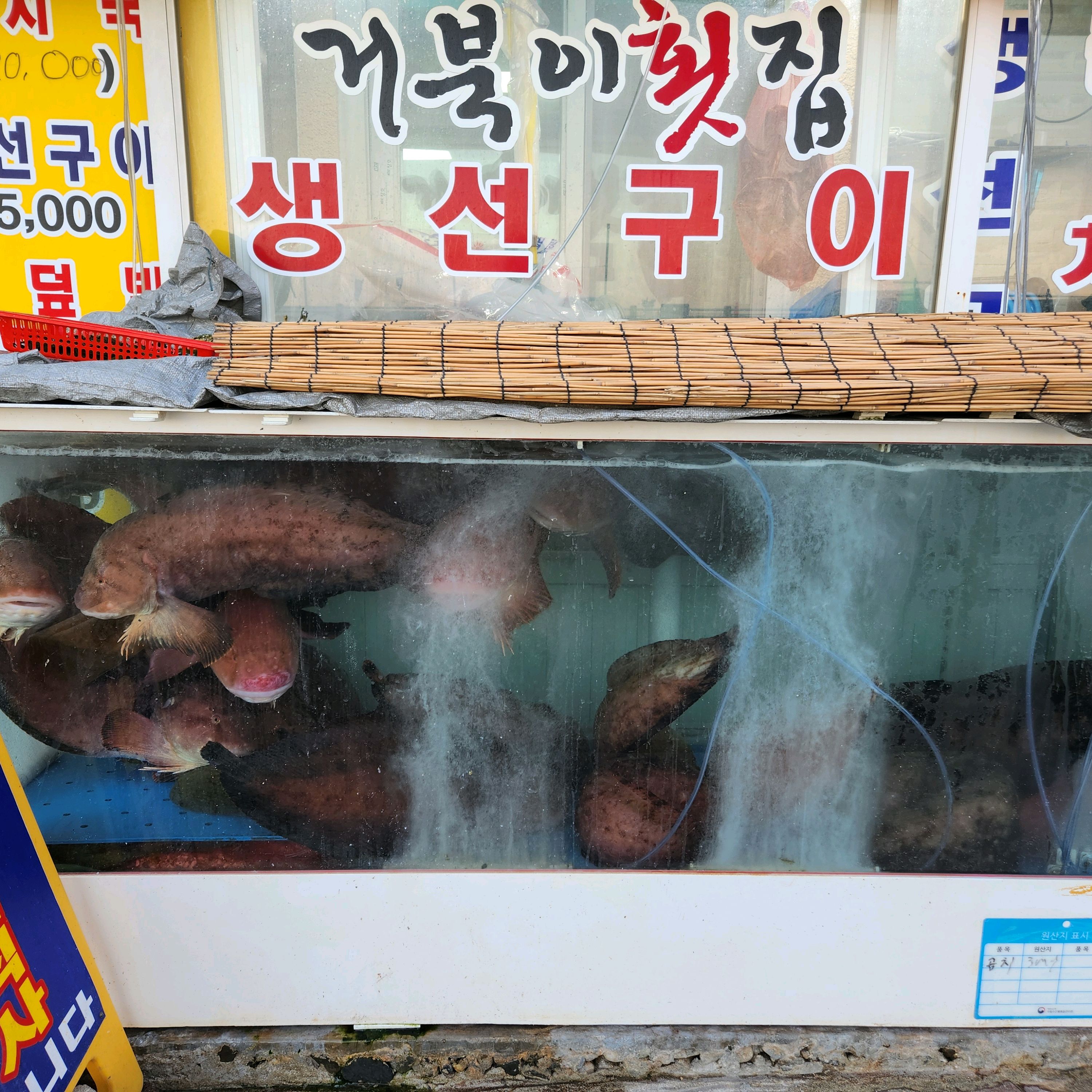 [동해 맛집 거북이횟집곰치국] 직접 가본 로컬 리뷰