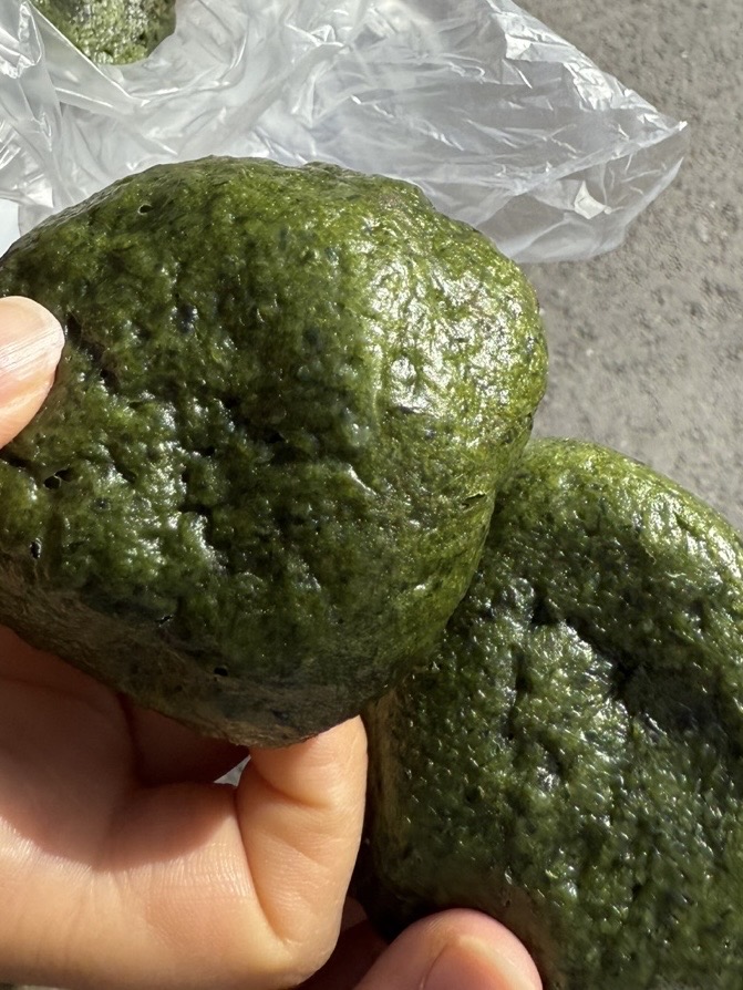 유투버동영상보구 쌀숙이를 처음 알게되어서 - 제주 맛집 제주명품쑥보리빵