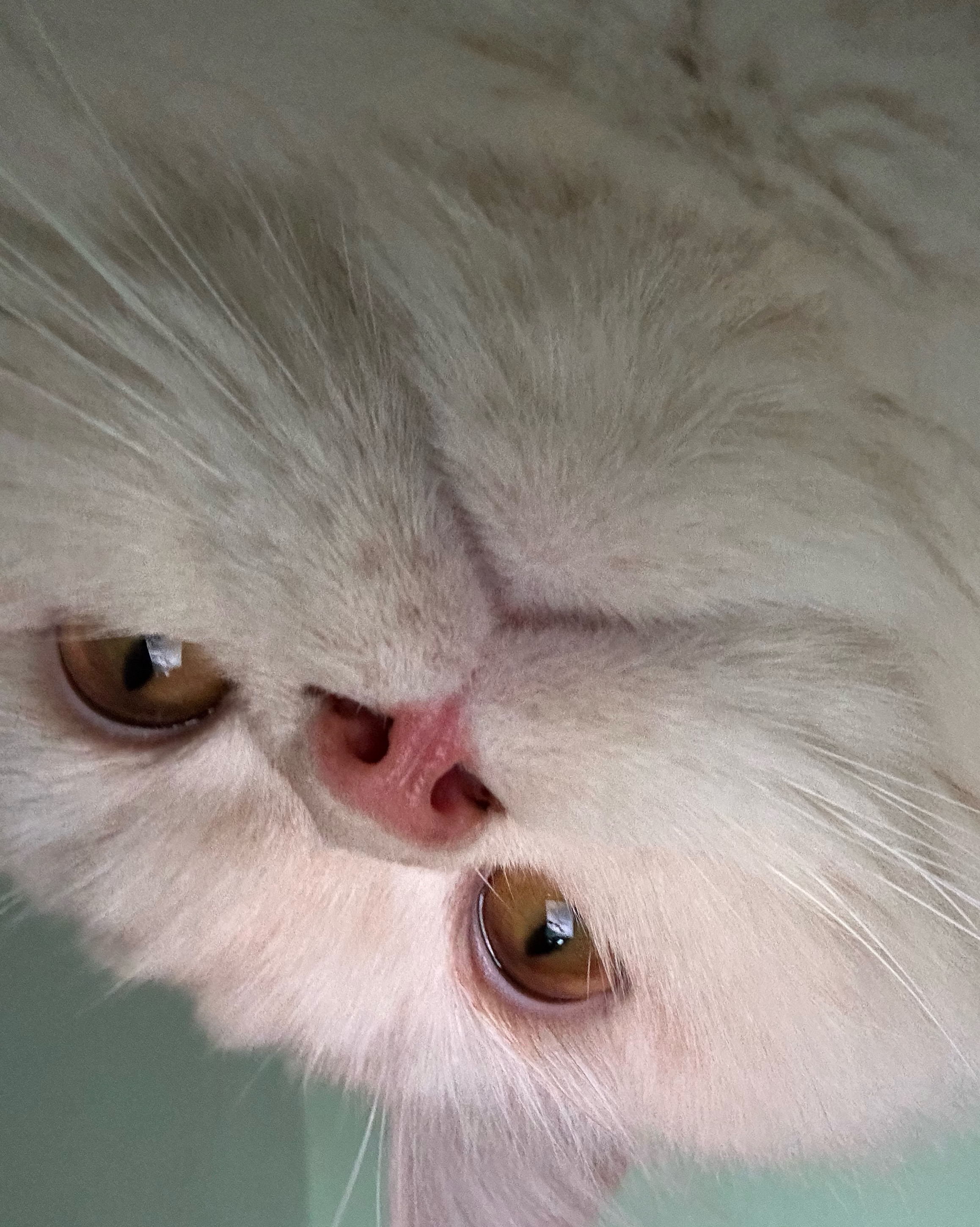 라온동물병원 사진 2