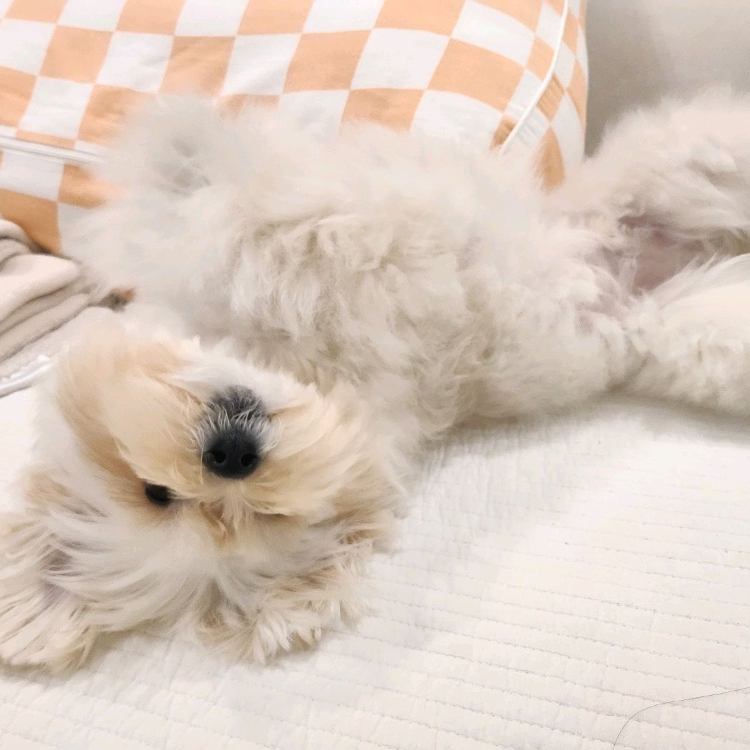 모여라동물병원 사진 3