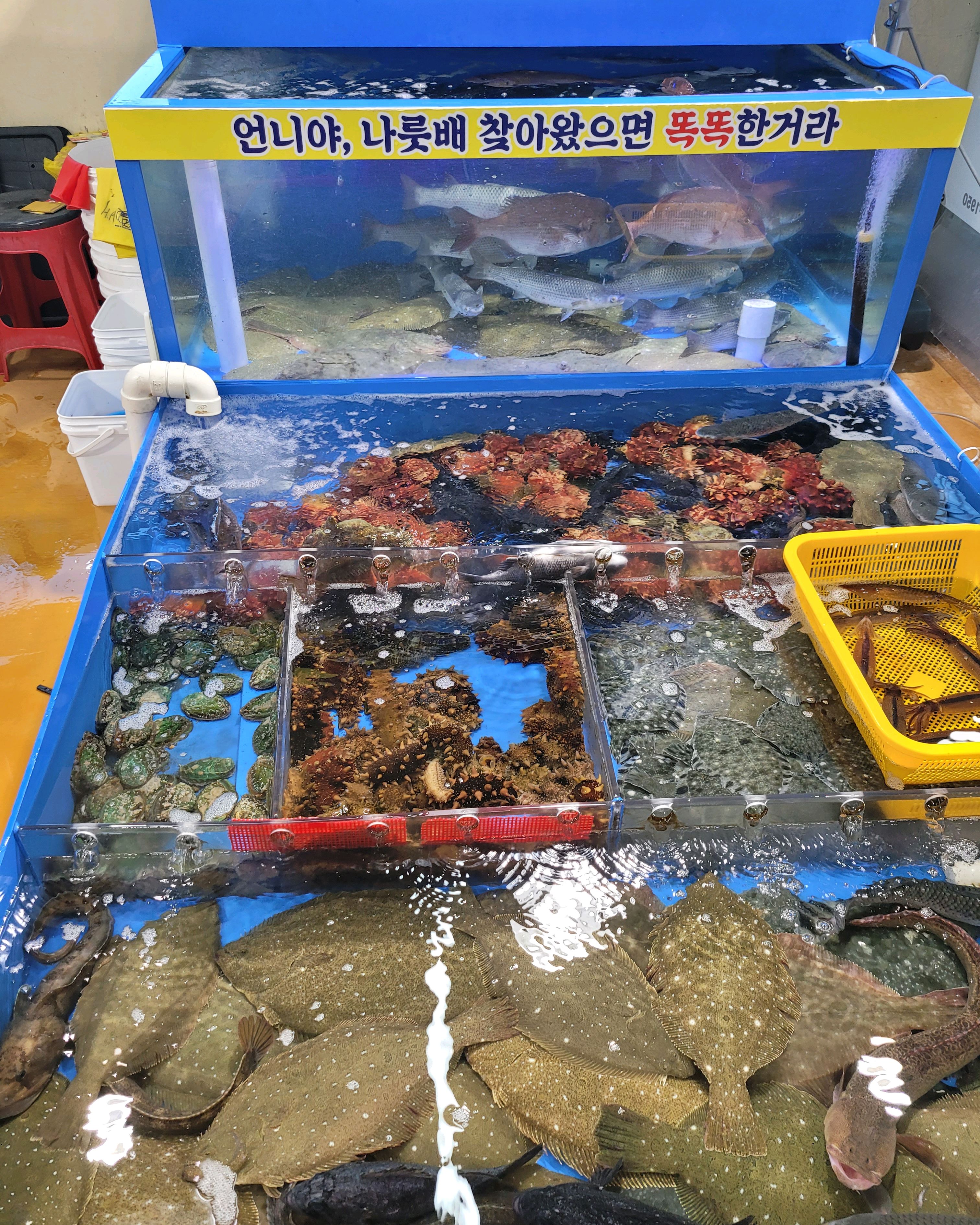 사장님이 친절하시고 5만원(3인분)에 서울에서 - 아바이마을 맛집 청호활어회센터 나룻배 12호 회포장