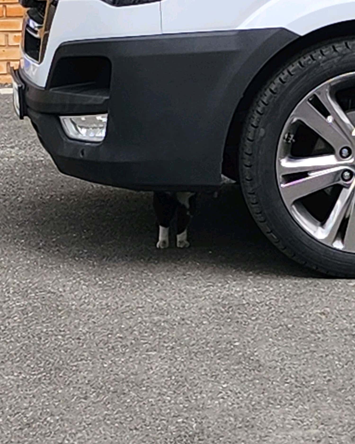 성모척관병원