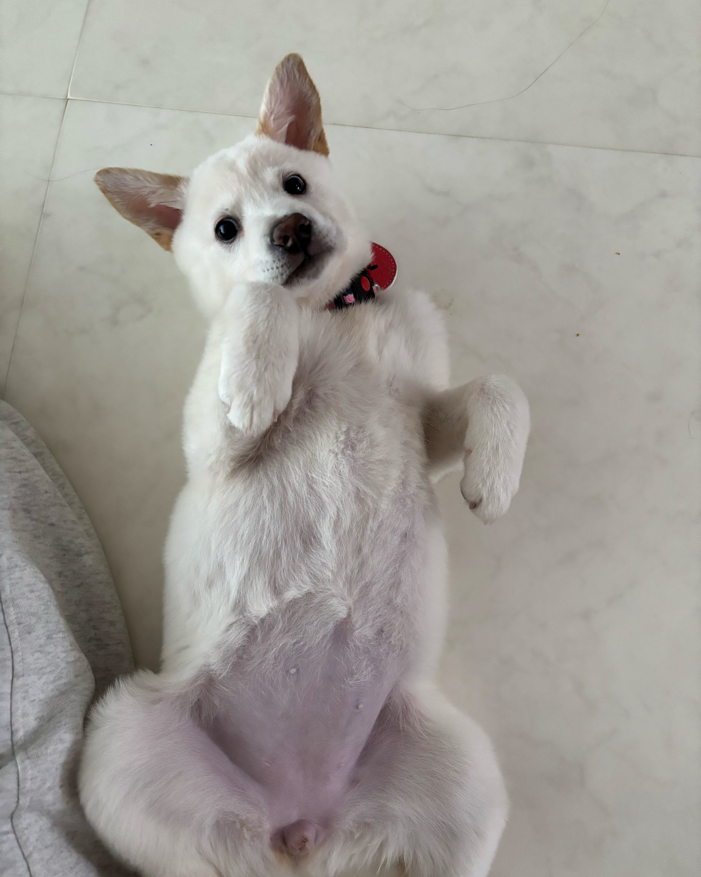 해오름 동물병원 사진 4