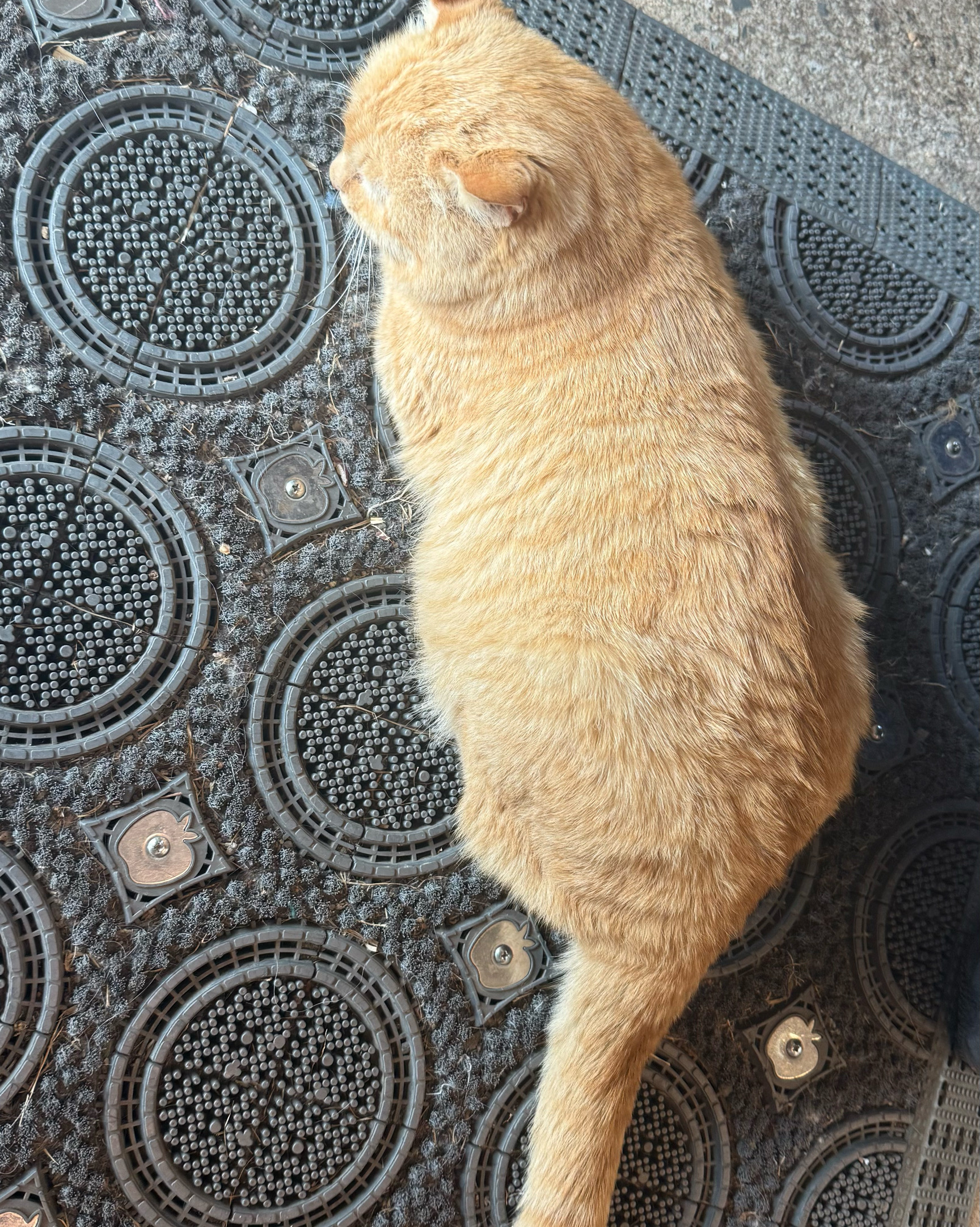 [여수 맛집 비스토니커피] 직접 가본 로컬 리뷰