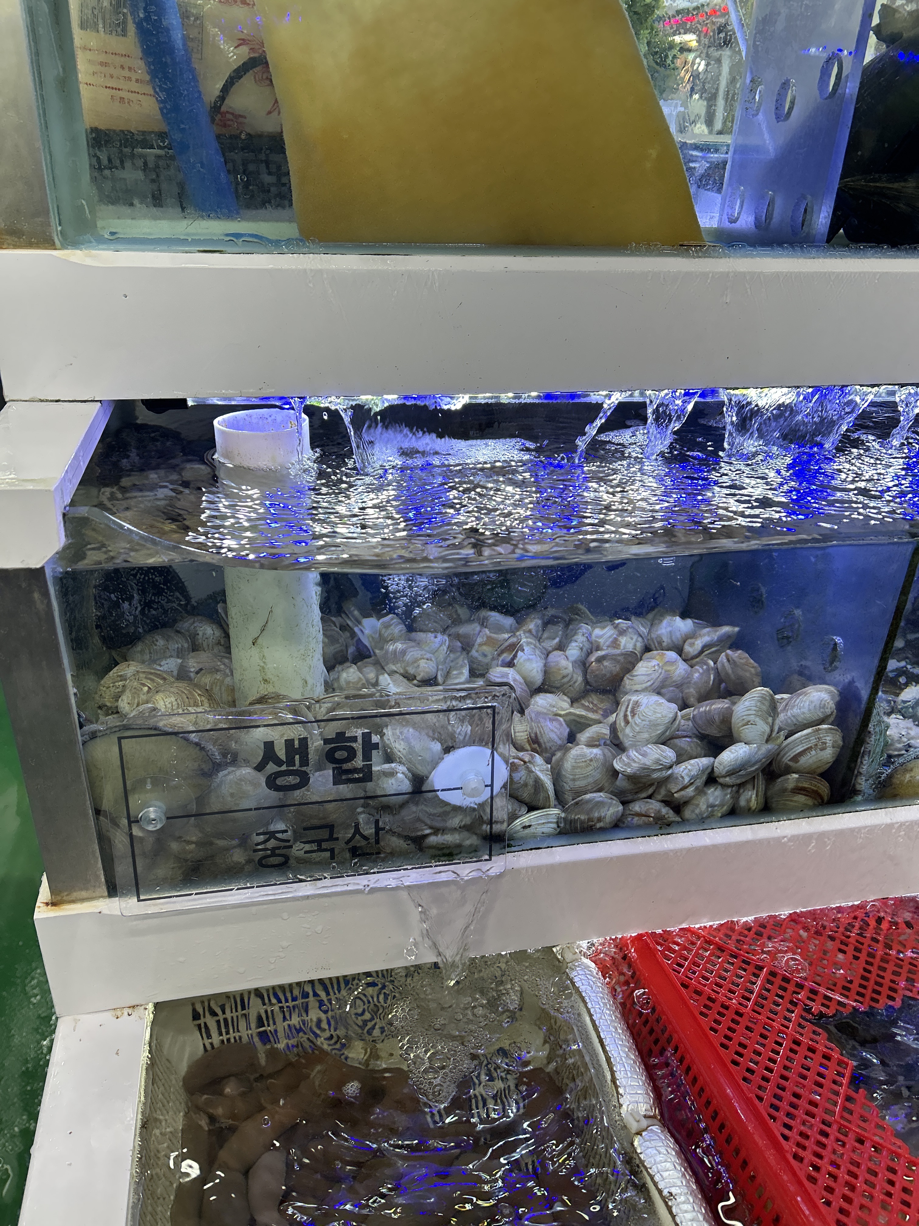 [삼척 맛집 삼척대왕횟집] 직접 가본 로컬 리뷰