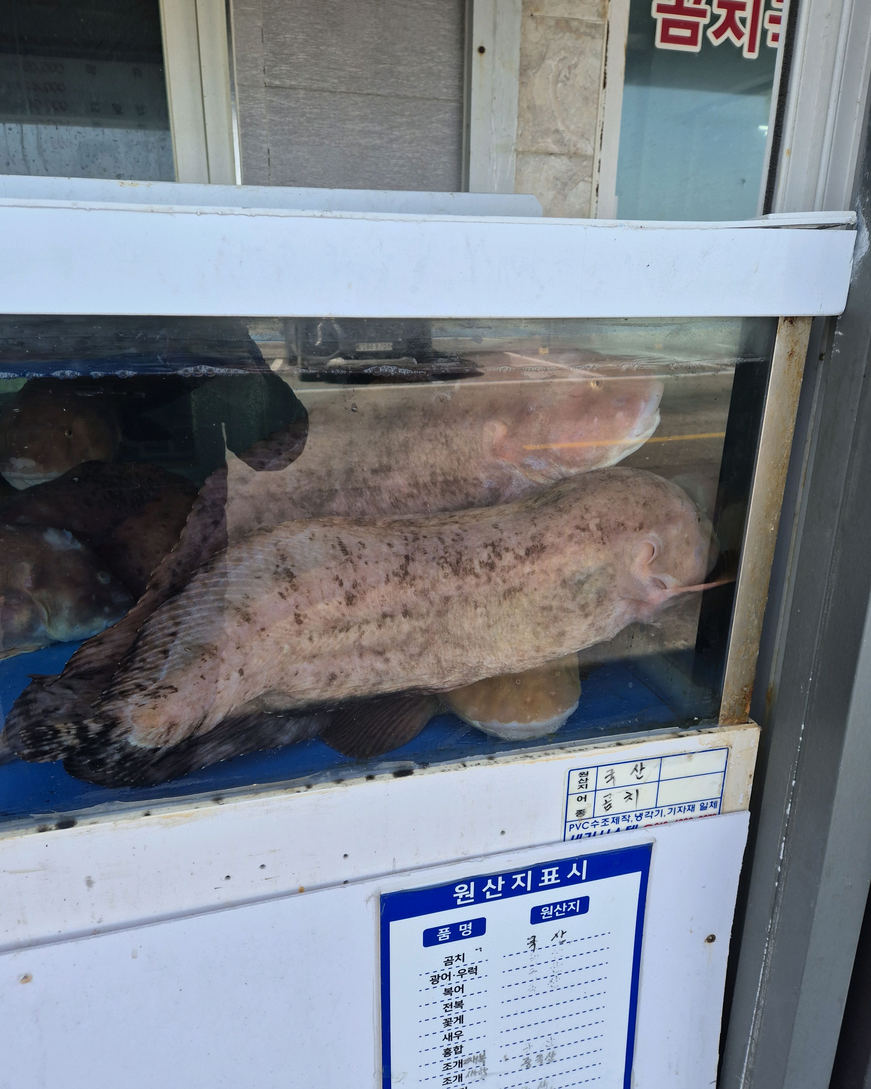 [동해 맛집 거북이횟집곰치국] 직접 가본 로컬 리뷰