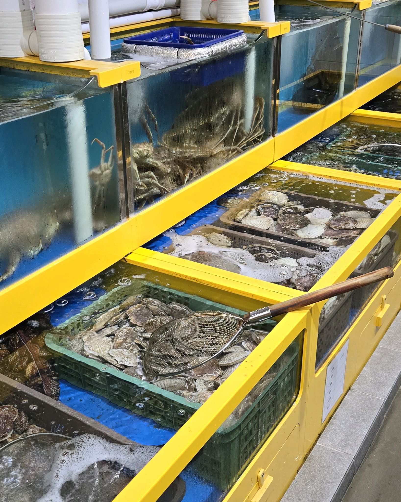 [동해 맛집 동해가리비&대게 천곡본점] 직접 가본 로컬 리뷰