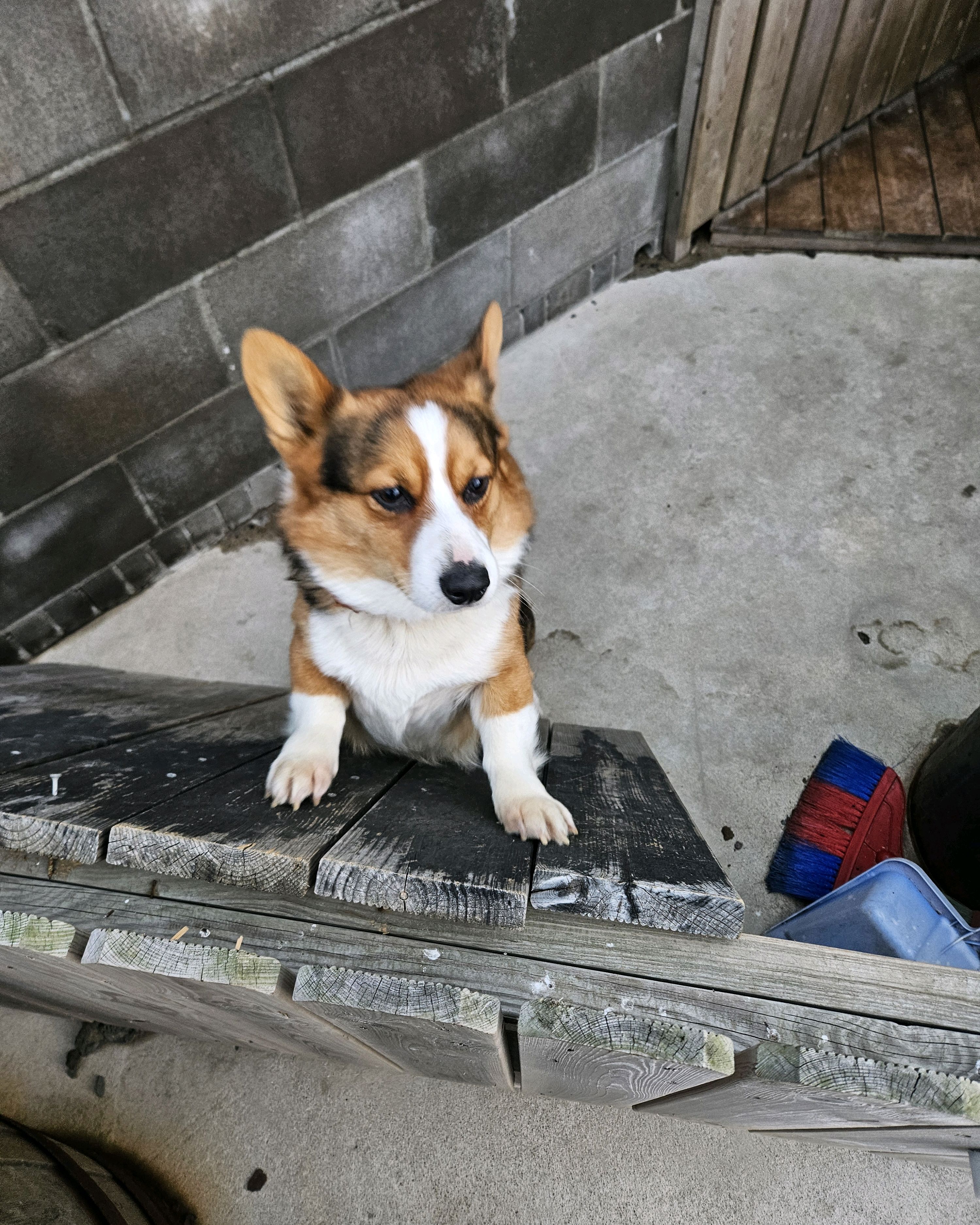 테이블에 앉아있는 웰시코기