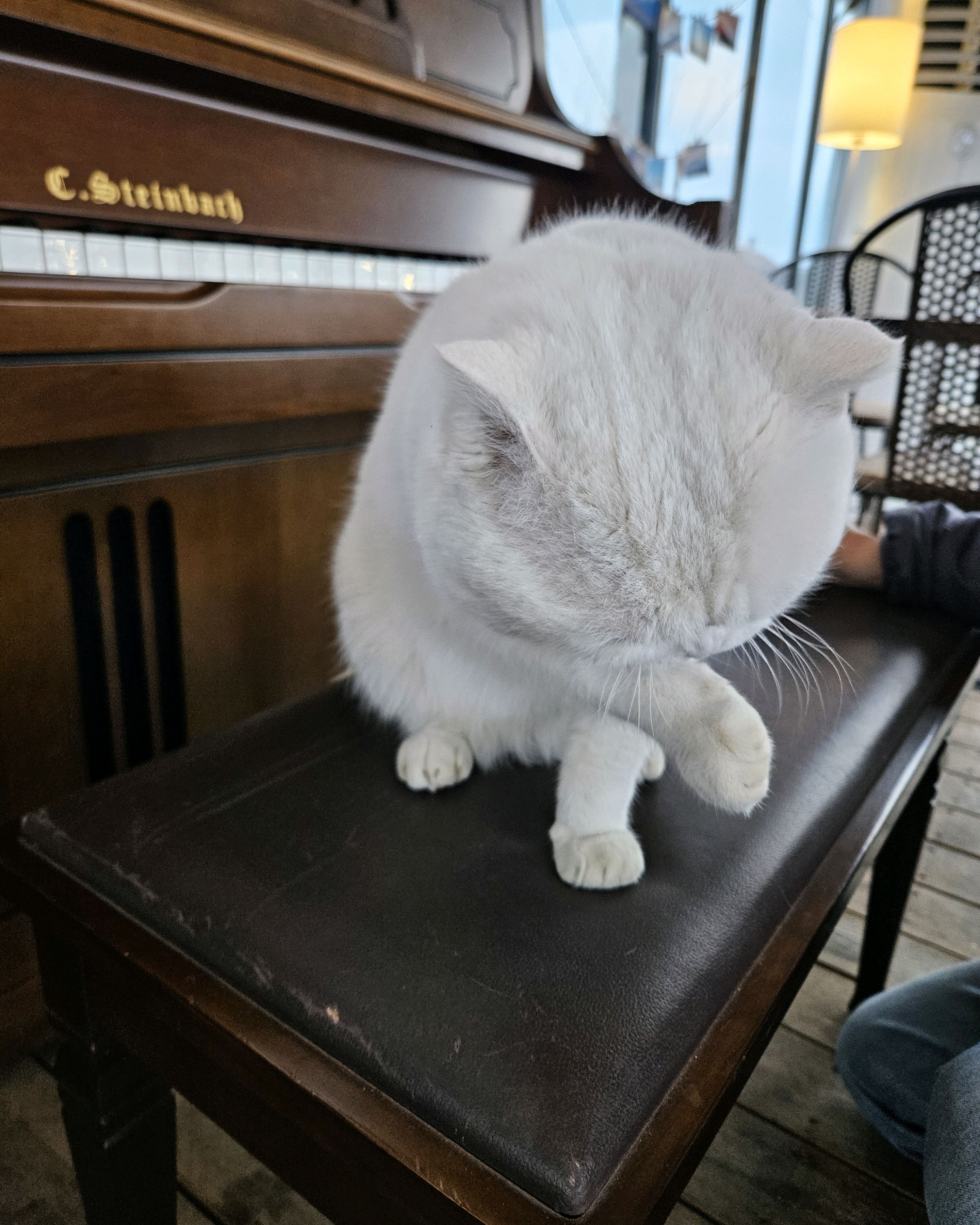 피아노 옆에 앉은 고양이