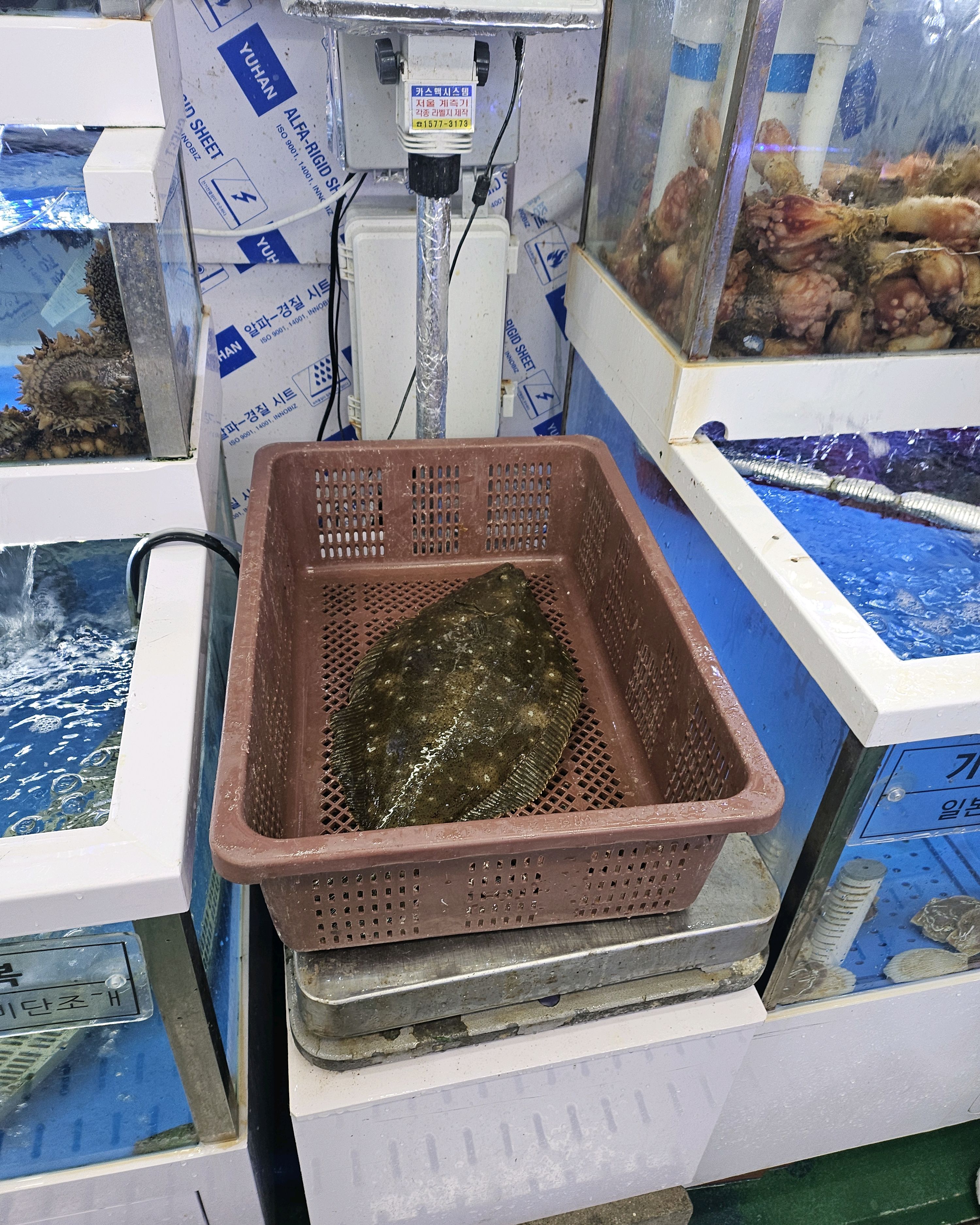 [삼척 맛집 삼척대왕횟집] 직접 가본 로컬 리뷰