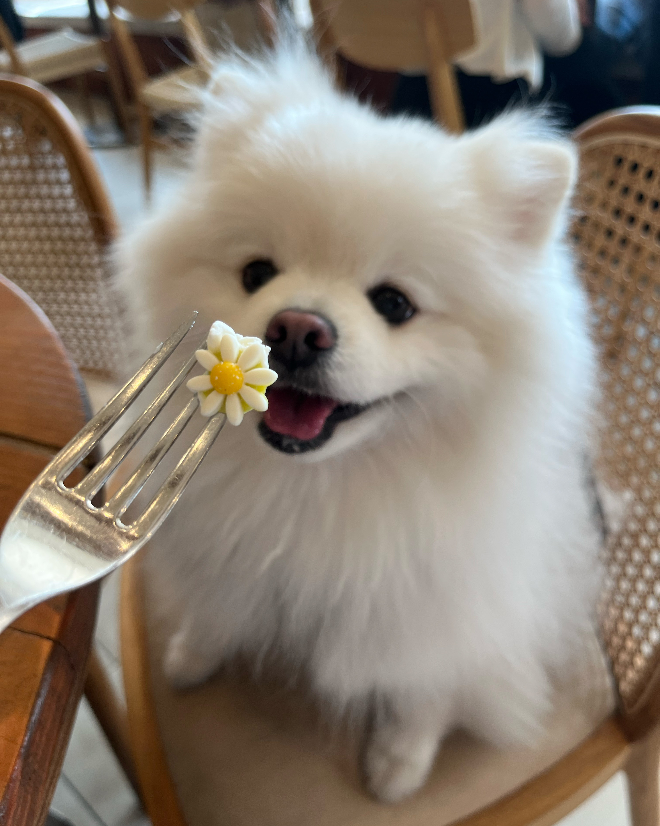 날씨가 너무 좋아서 부모님이랑 강아지 데리구 나왔어요! 넘 깔끔하구 맛있었어요 분위기도 너