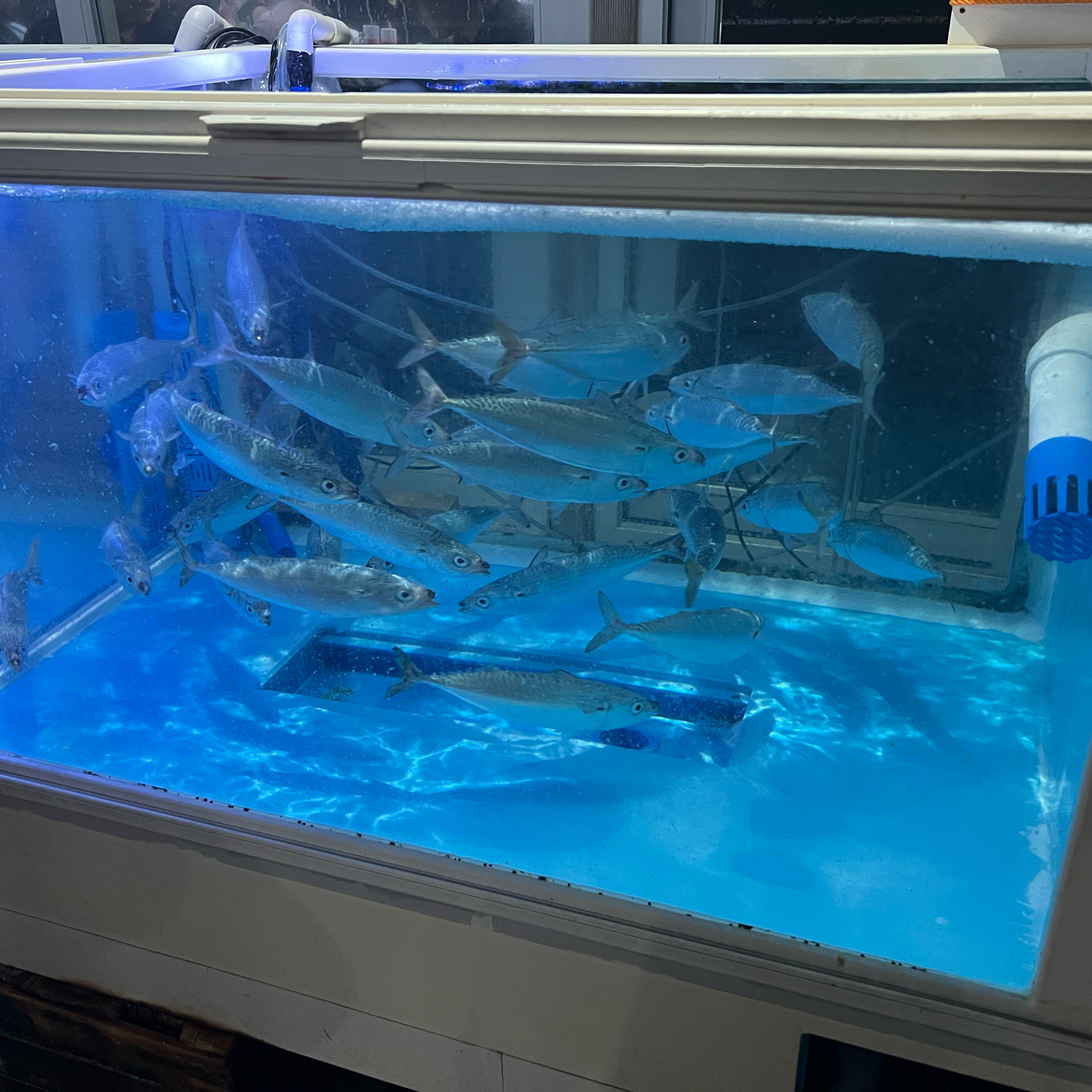 굉장히 유명한 고등어회 맛집입니다. - 제주 맛집 원담 제주본점