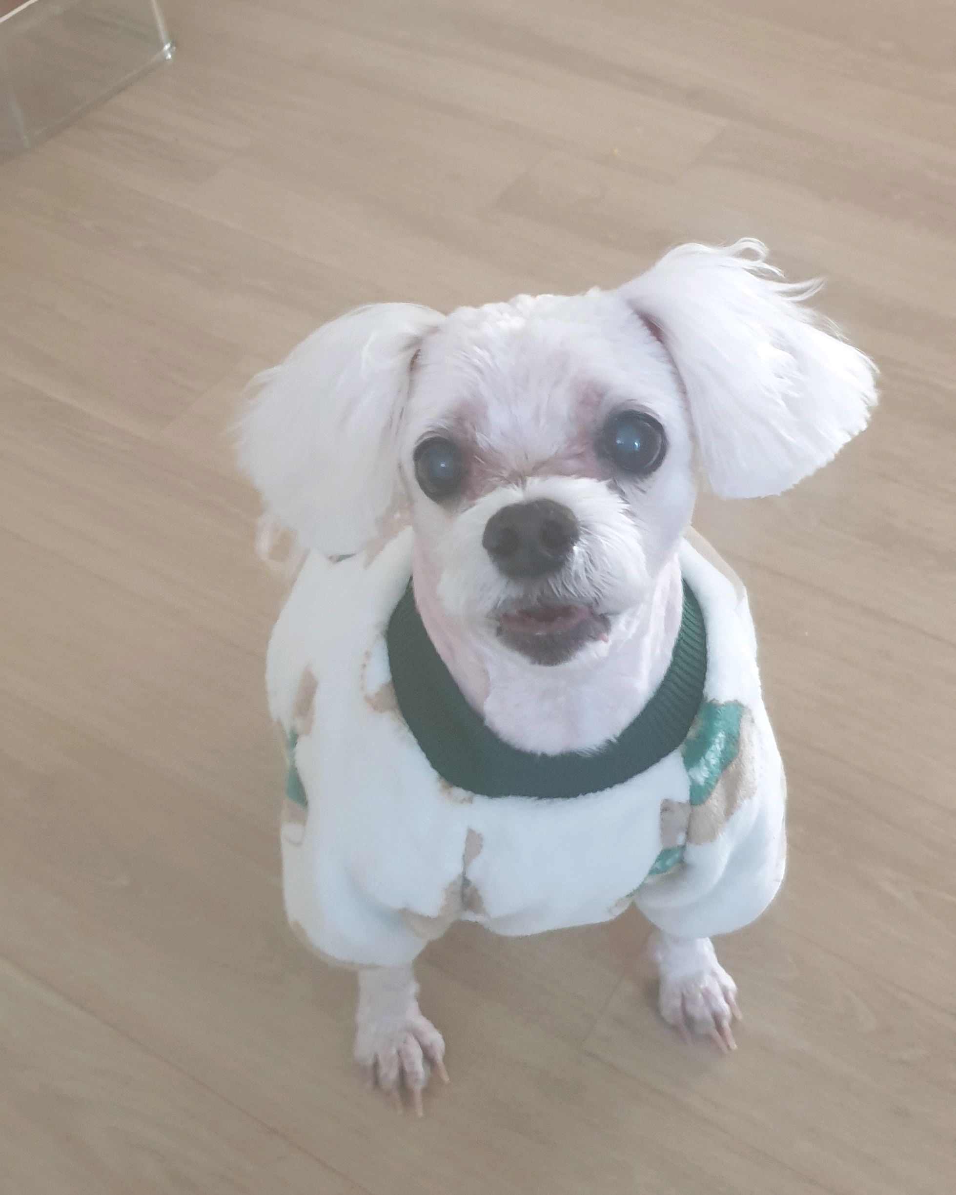 엔젤동물병원 사진 2