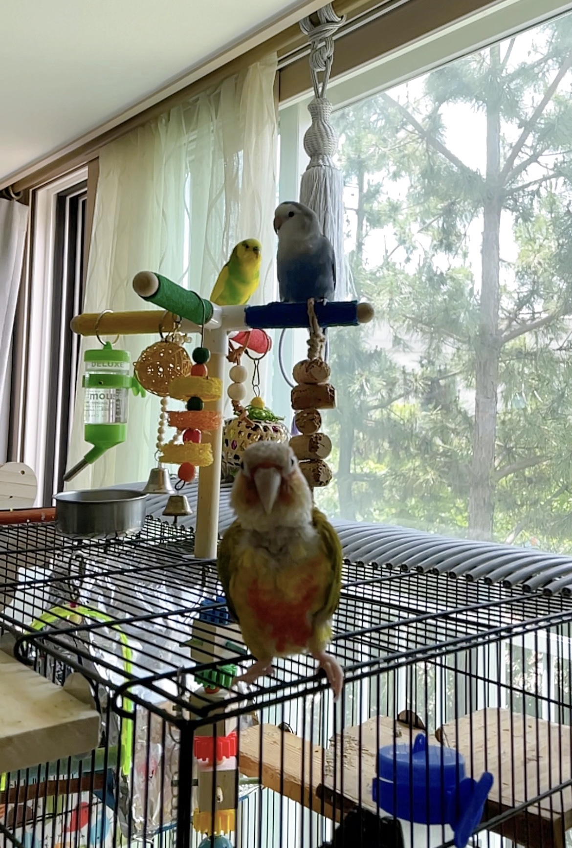 탕수육 클로즈업